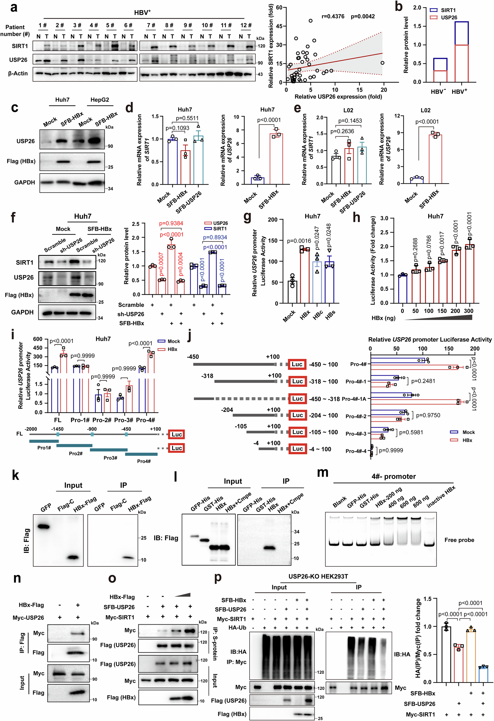 Fig. 7: HBx transcriptionally promotes USP26 expression and enhances USP26-mediated deubiquitination of SIRT1.