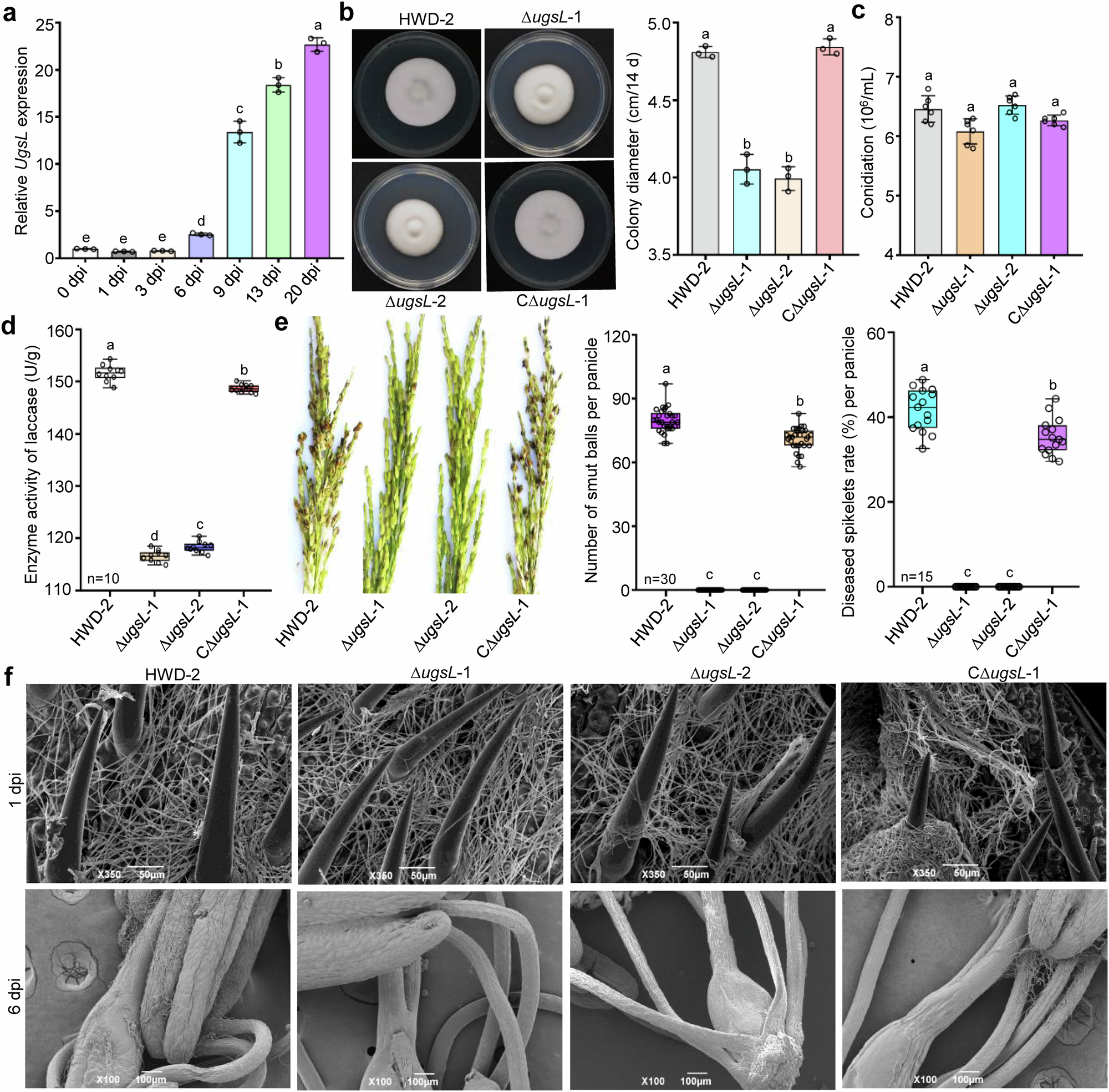 glutathione s-transferase tomato silence xanthomonas - an overview Geminivirus C4 antagonizes the HIR1mediated