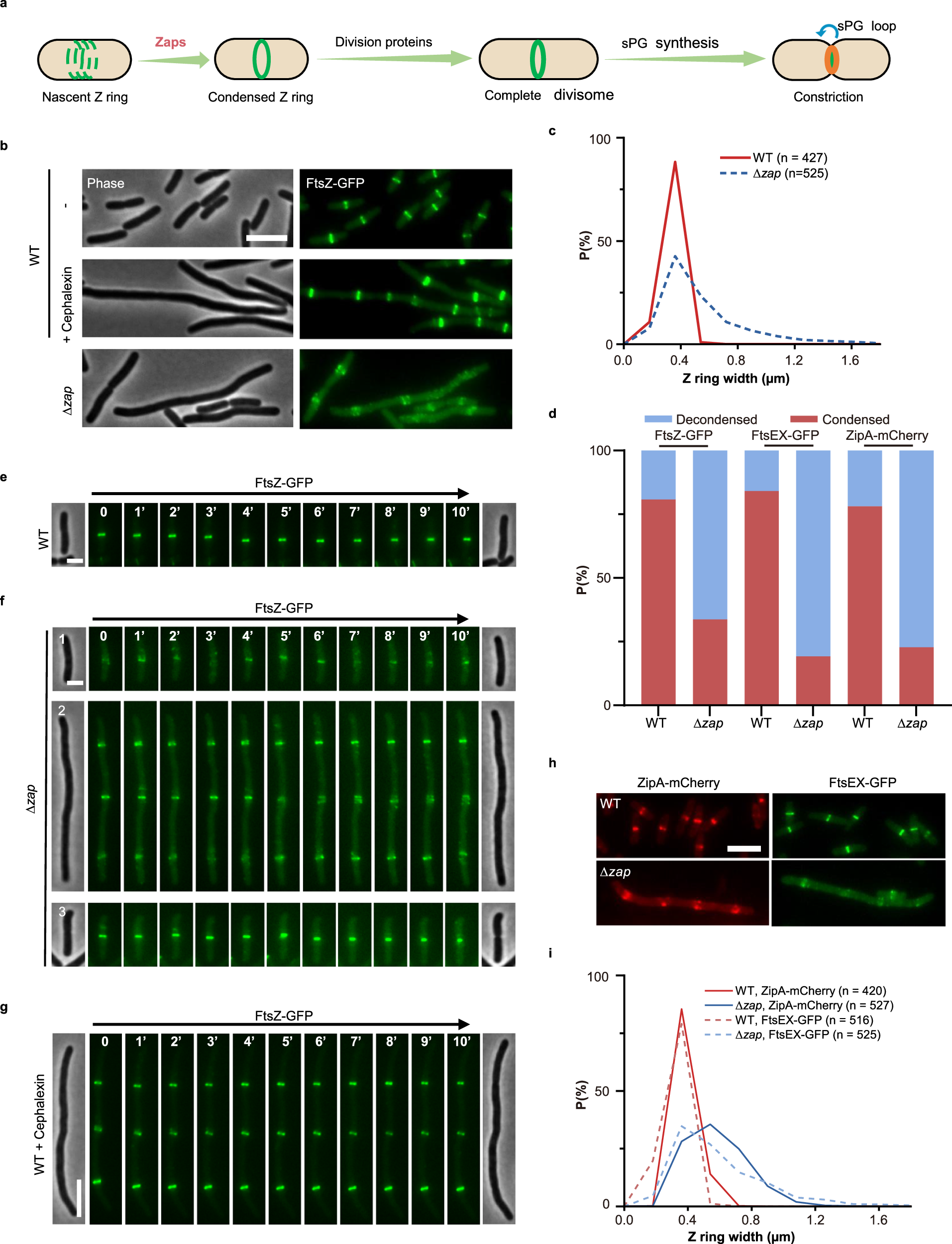 The divisome is a self-enhancing machine in Escherichia coli and  Caulobacter crescentus | Nature Communications