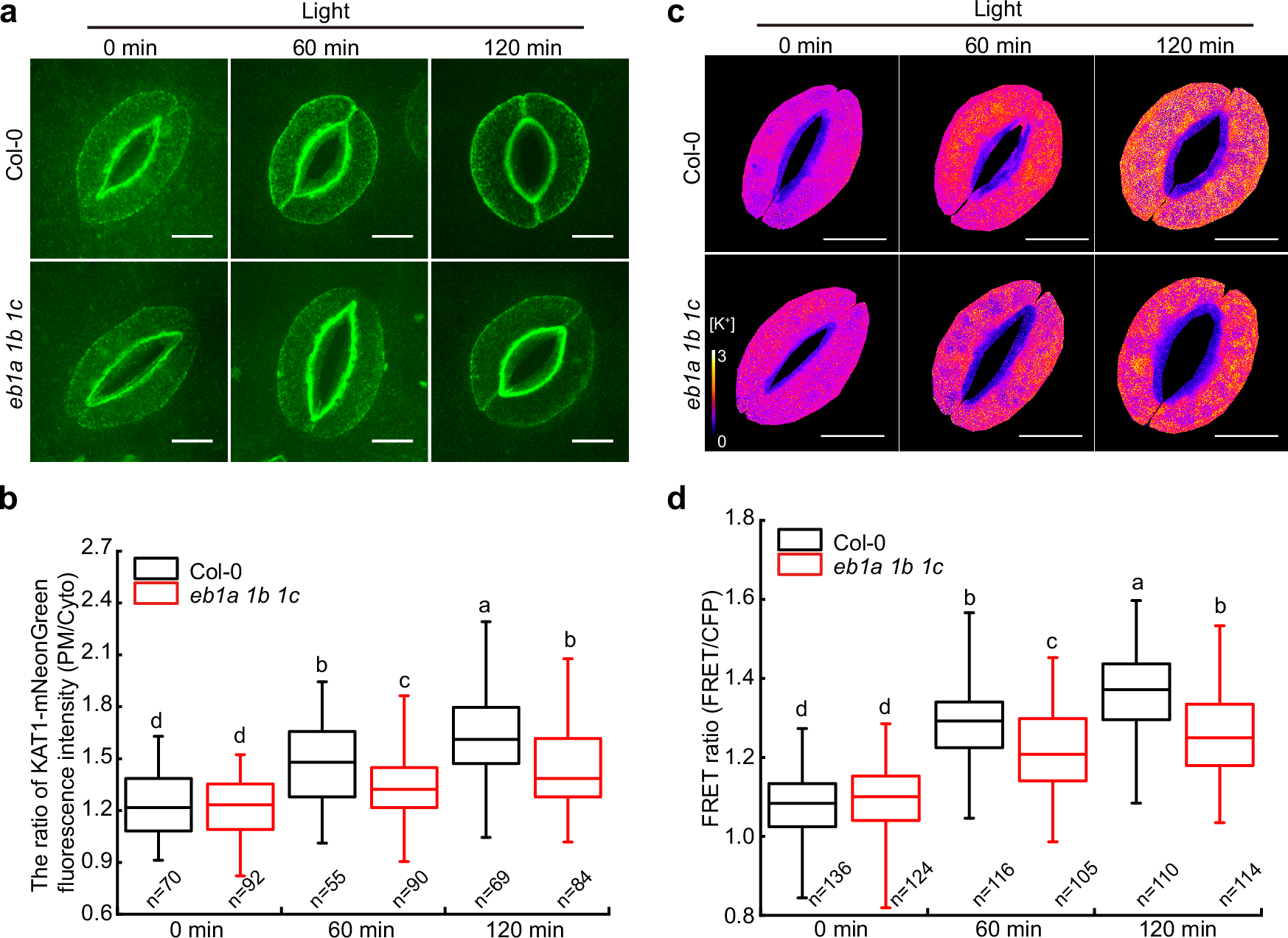 Fig. 2: AtEB1 proteins function in the redistribution of KAT1-mNeonGreen to the PM and affect intracellular K+ content.