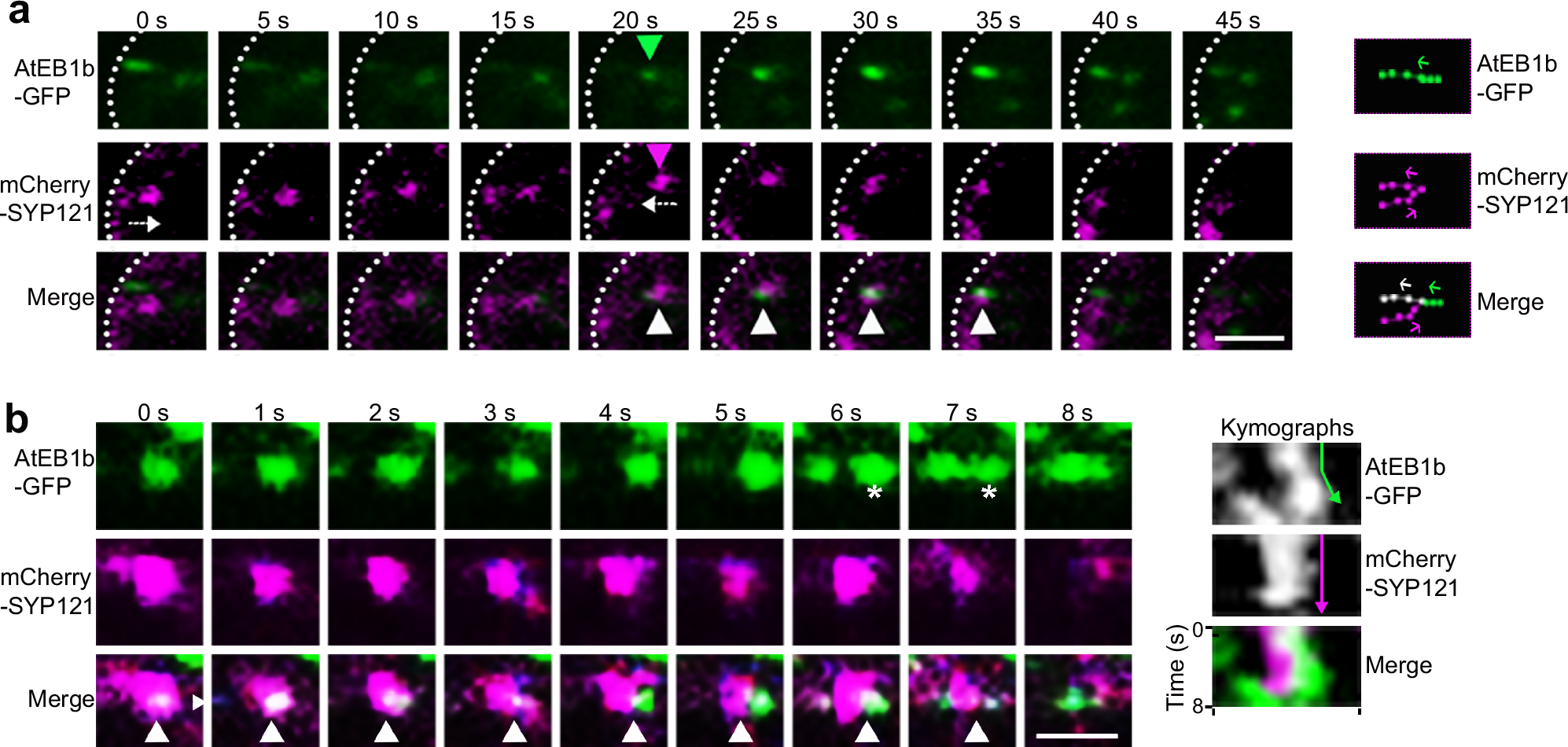 Fig. 5: SYP121-associated TGN/EE are recruited to the plus end of microtubules and delivered to the cell surface by microtubule growth.
