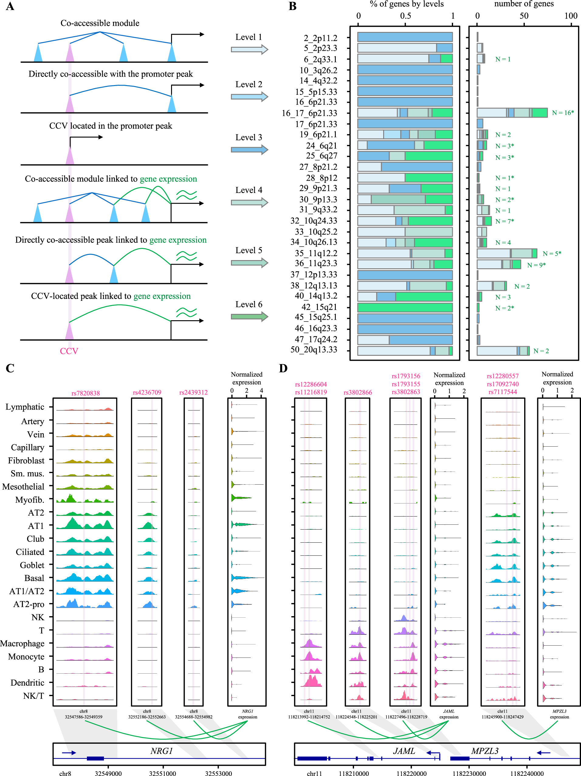 Fig. 5: Linkage between cCREs and genes and representative loci showing context-specific genetic regulation mechanisms.