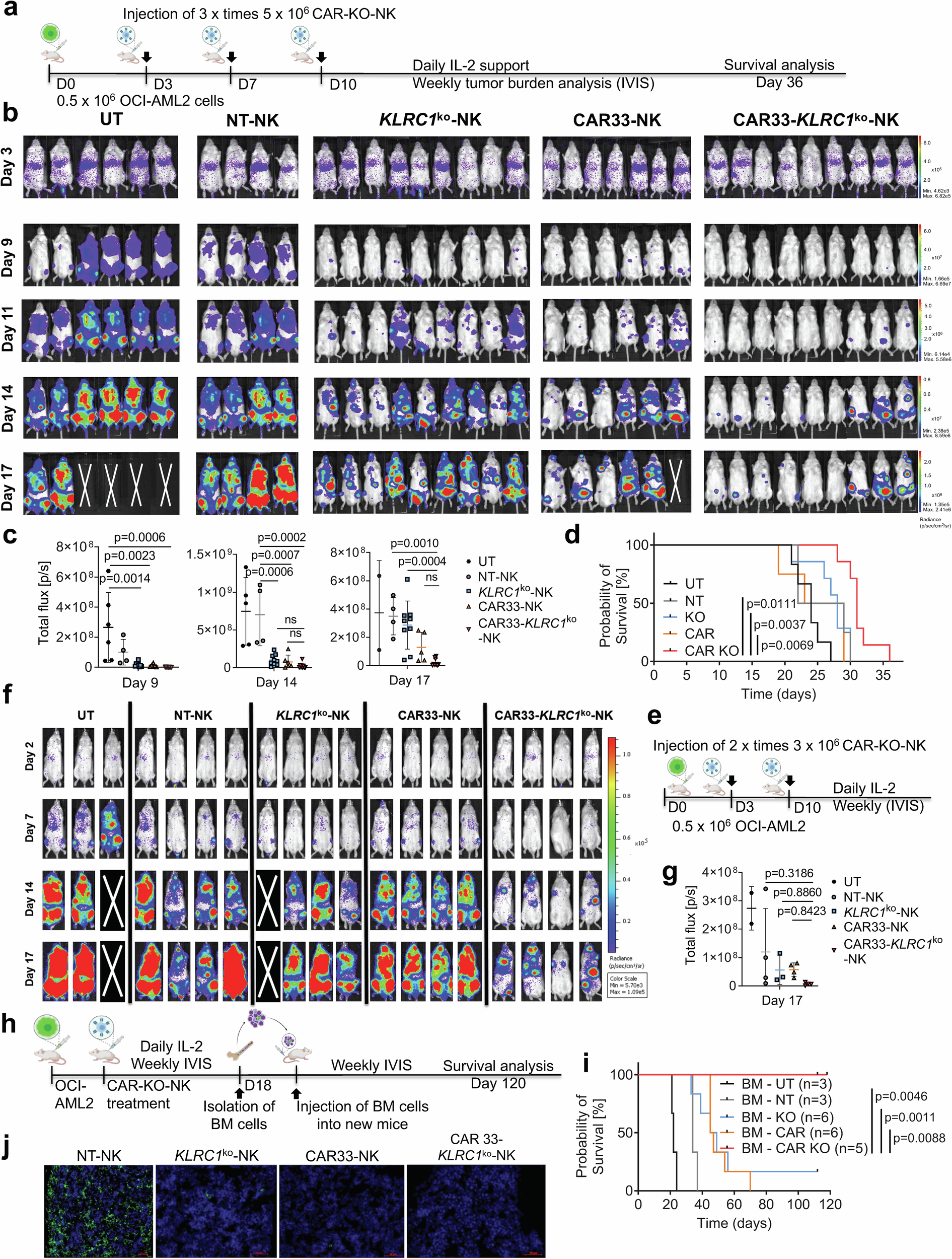 Fig. 7: Low doses CAR33-KLRC1ko-NK cells in an OCI-AML2-xenograft NSG-SGM3 mouse model show improved efficacy compared to KLRC1ko-NK or CAR33-NK cells.