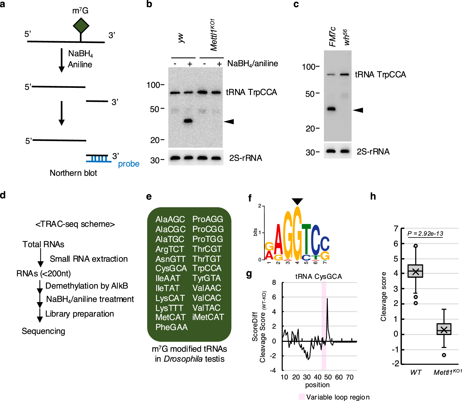 Fig. 4: Drosophila Mettl1 methylates tRNA in gonads.