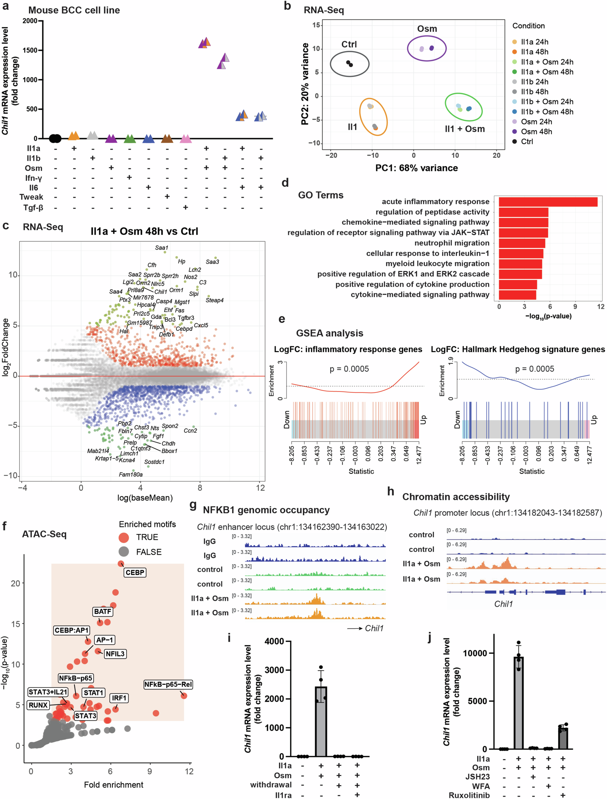 Fig. 6: Il1 and Osm combination treatment induces BIT in BCC cells in vitro via NF-κB.
