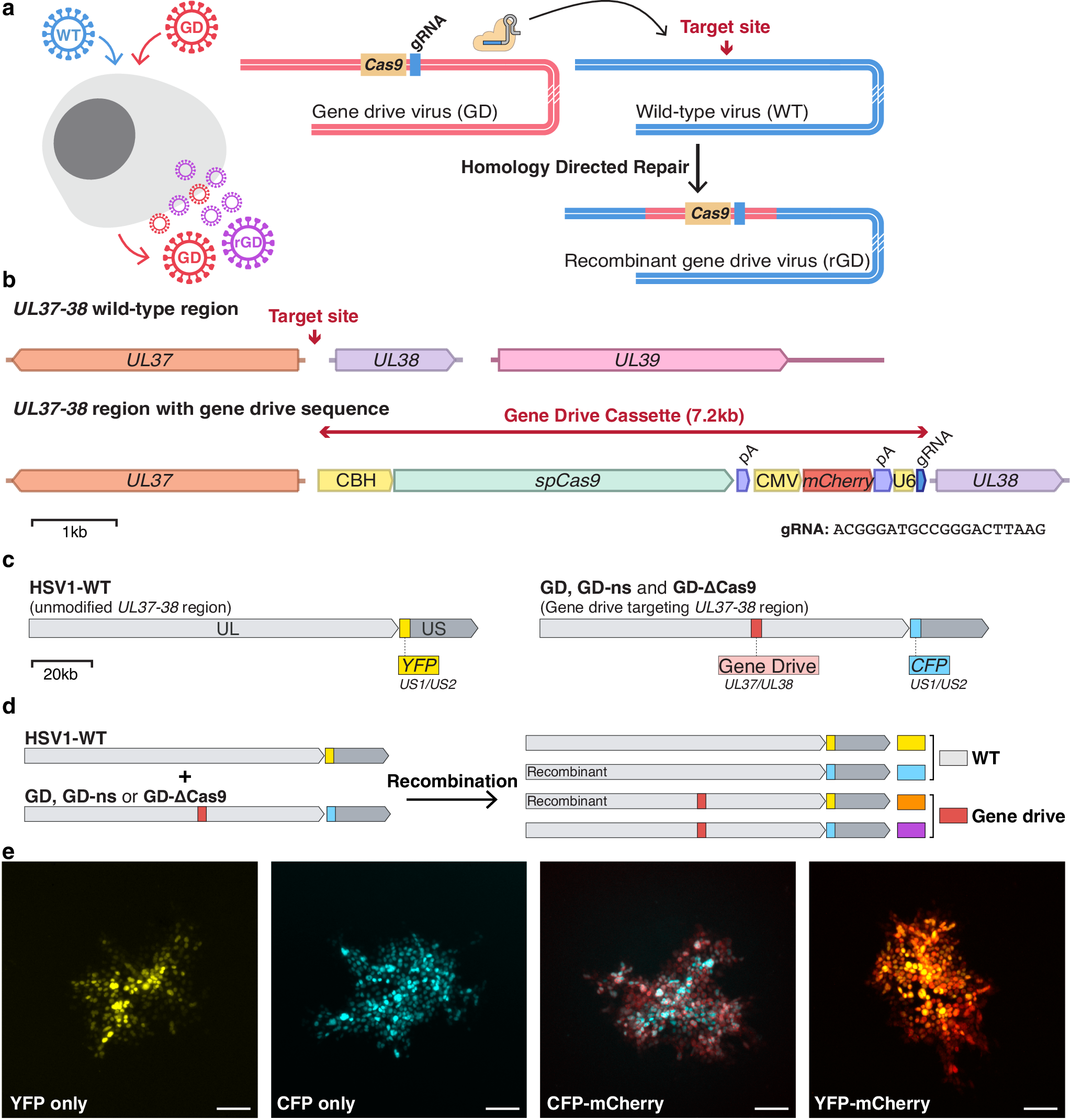 Fig. 1: Design of a viral gene drive targeting HSV-1 UL37-38 region.