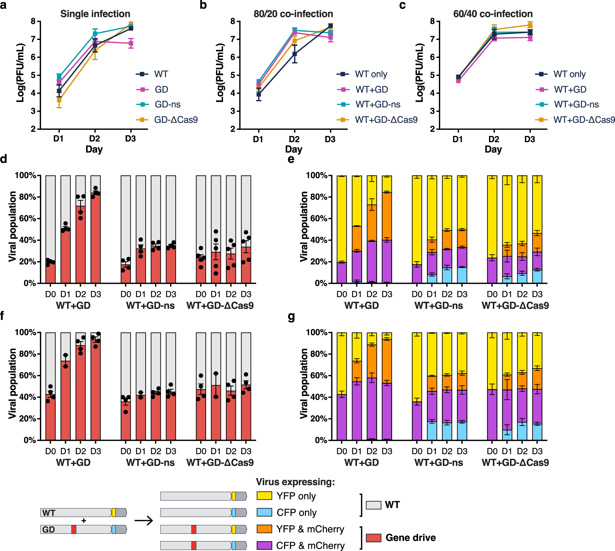 Fig. 2: Gene drive spread in cell culture.