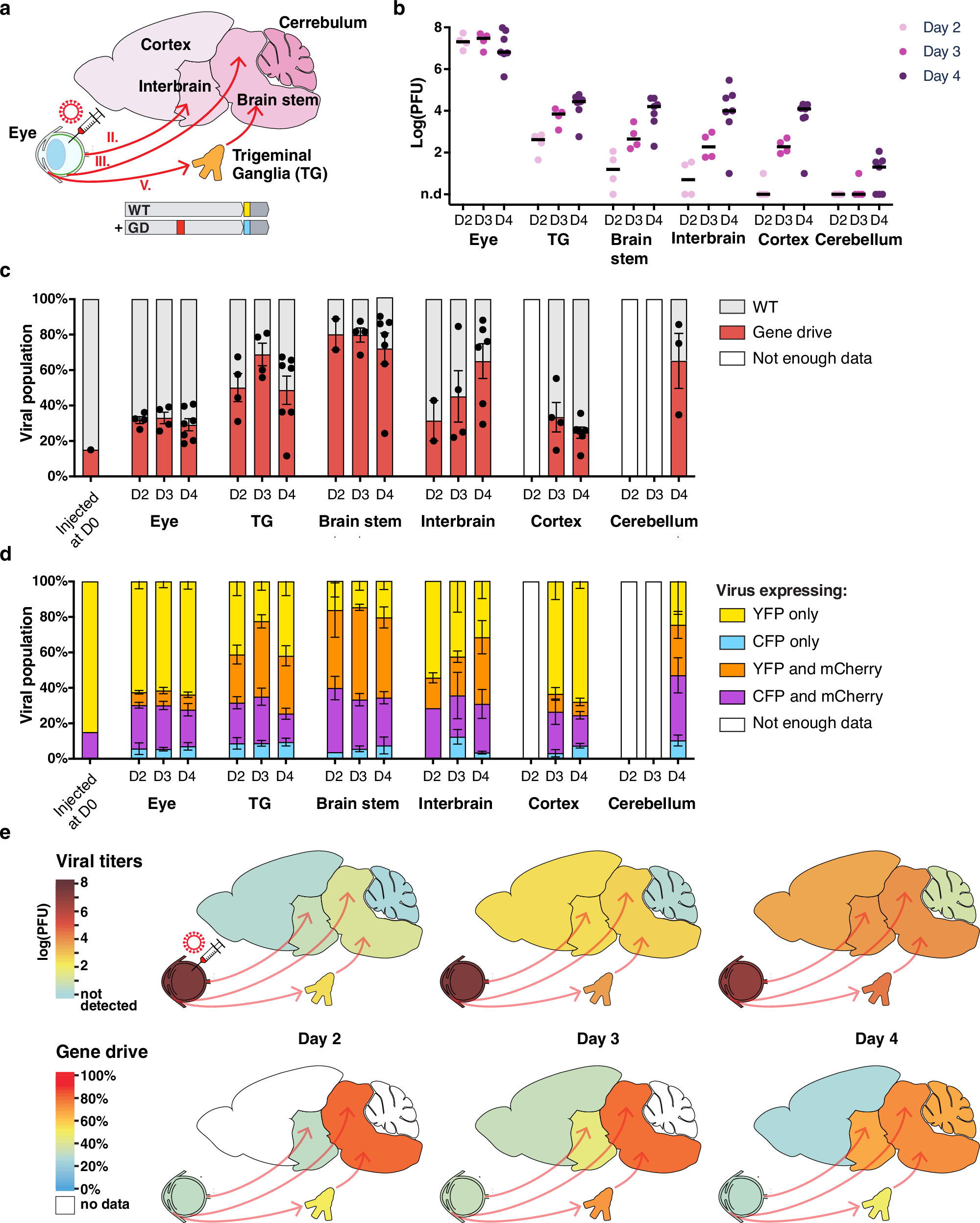 Fig. 4: High heterogeneity between brain regions during gene drive spread.
