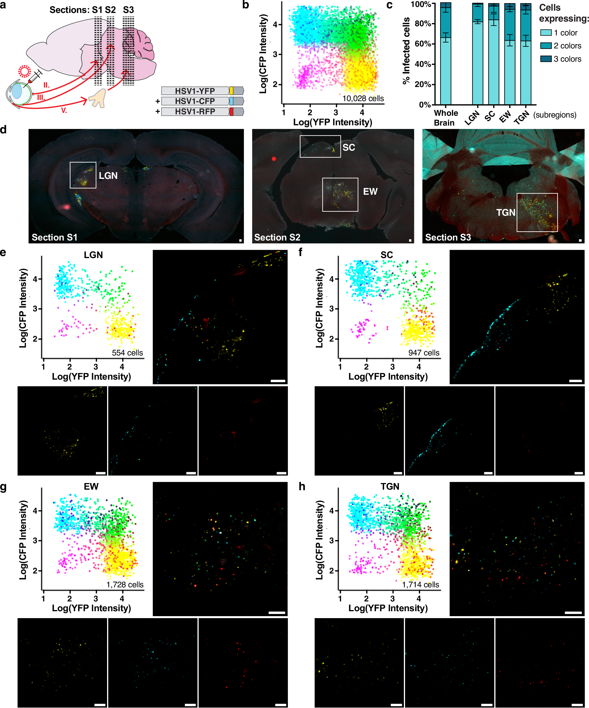 Fig. 6: High levels of co-infection in the brain during HSV-1 infection.