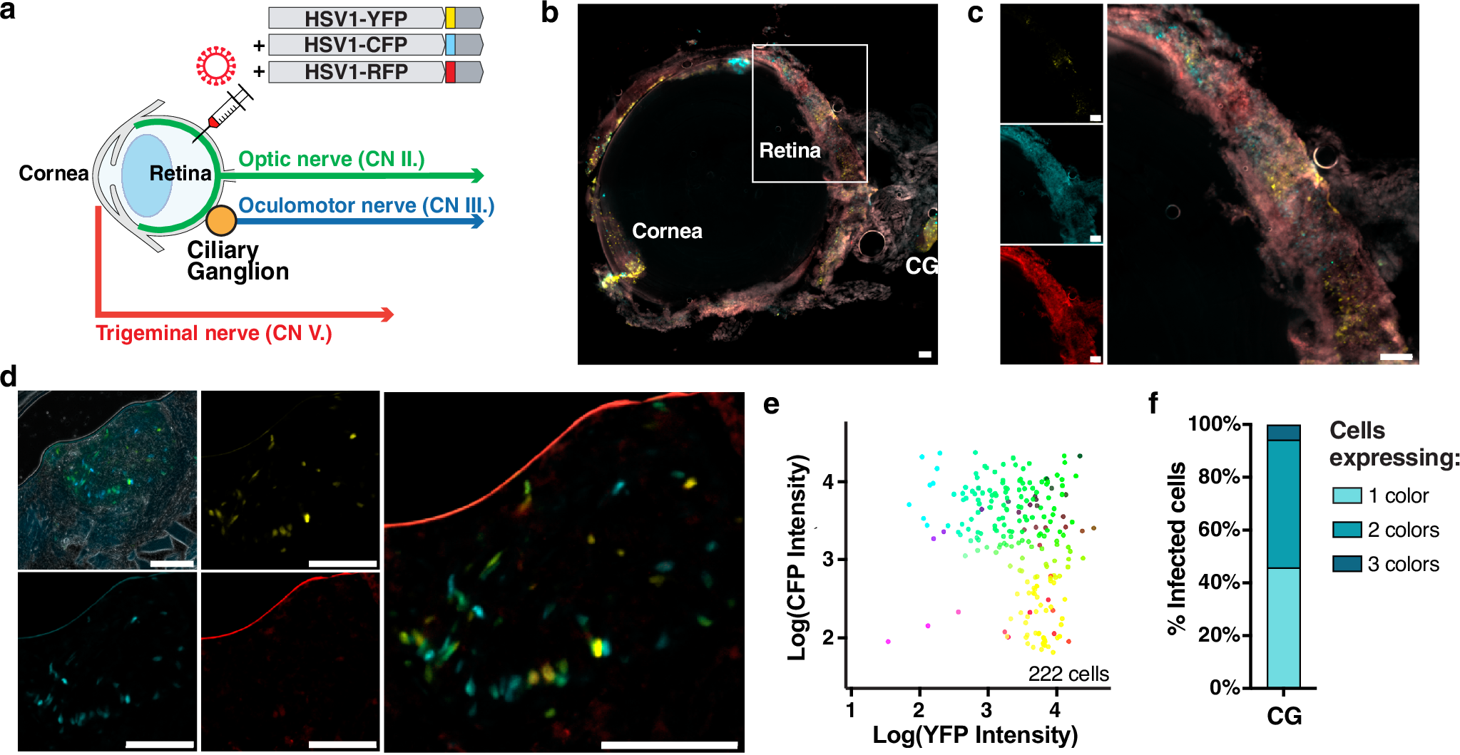 Fig. 7: Co-infection levels in the retina and ciliary ganglion during HSV-1 infection.