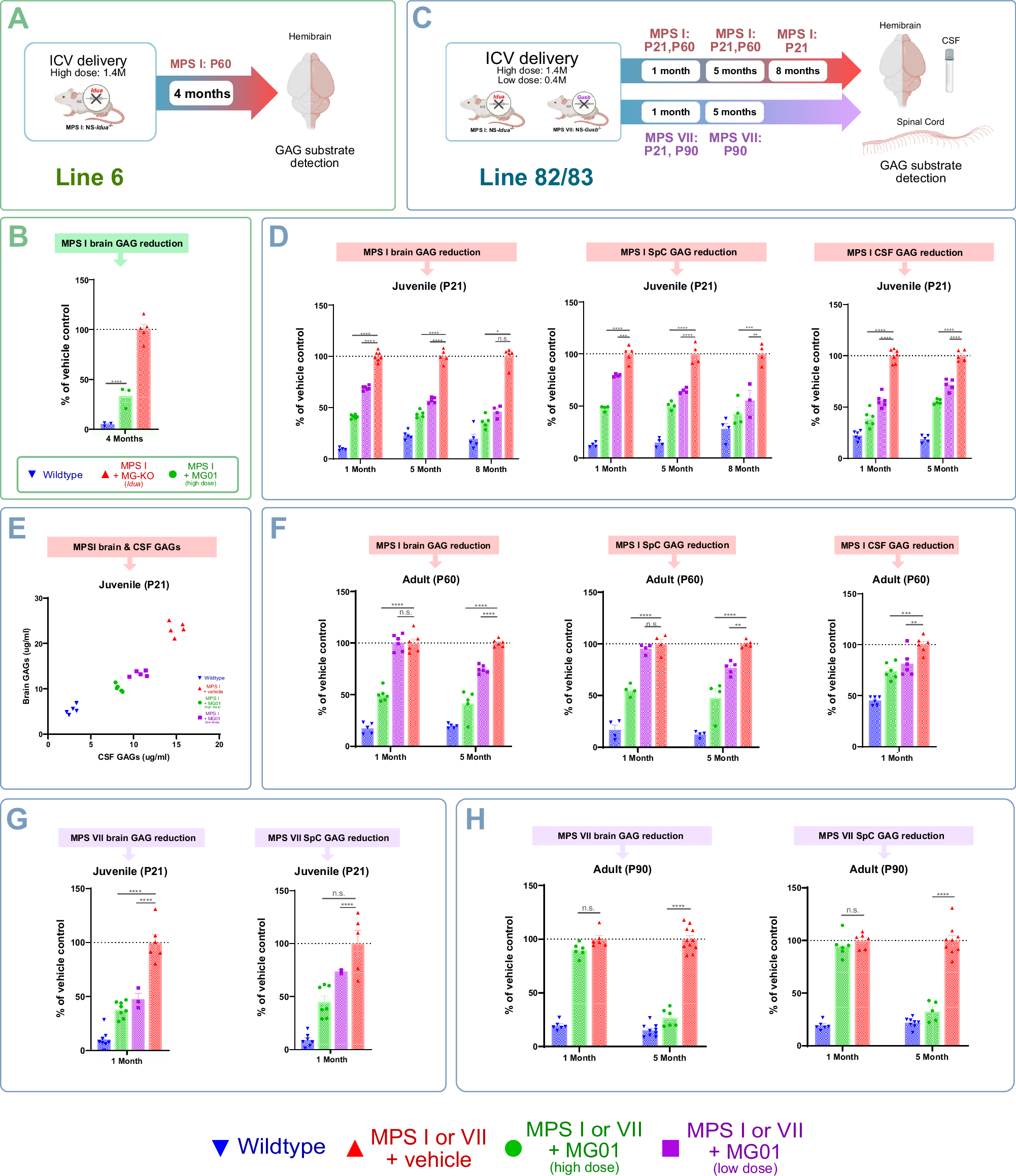 Fig. 5: MG01 prevents GAG accumulation in the CNS of MPS I and MPS VII mouse models at 1-, 5- or 8-months post-treatment.