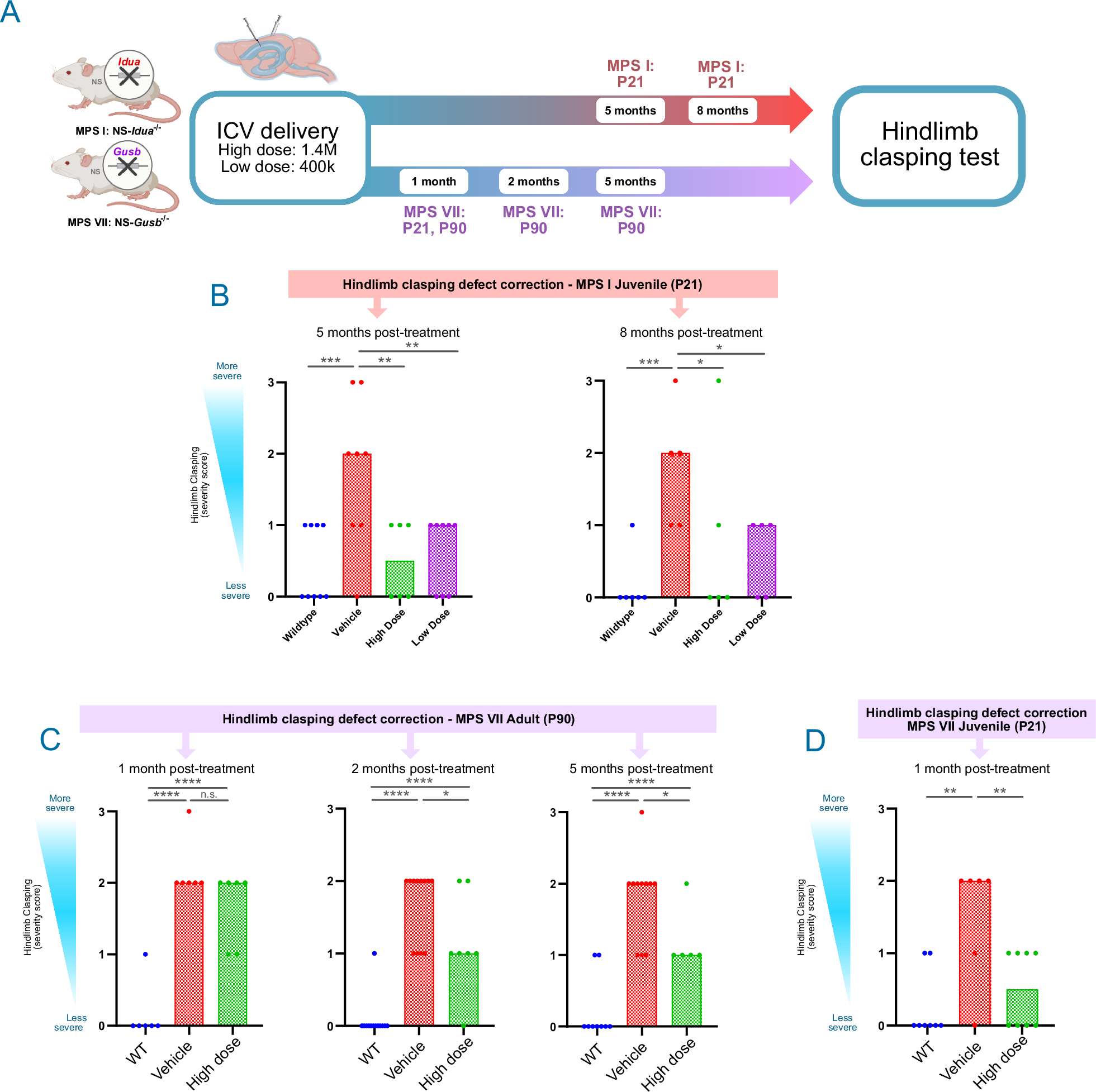 Fig. 7: MG01 prevents ataxia defect in MPS I and MPS VII mice.