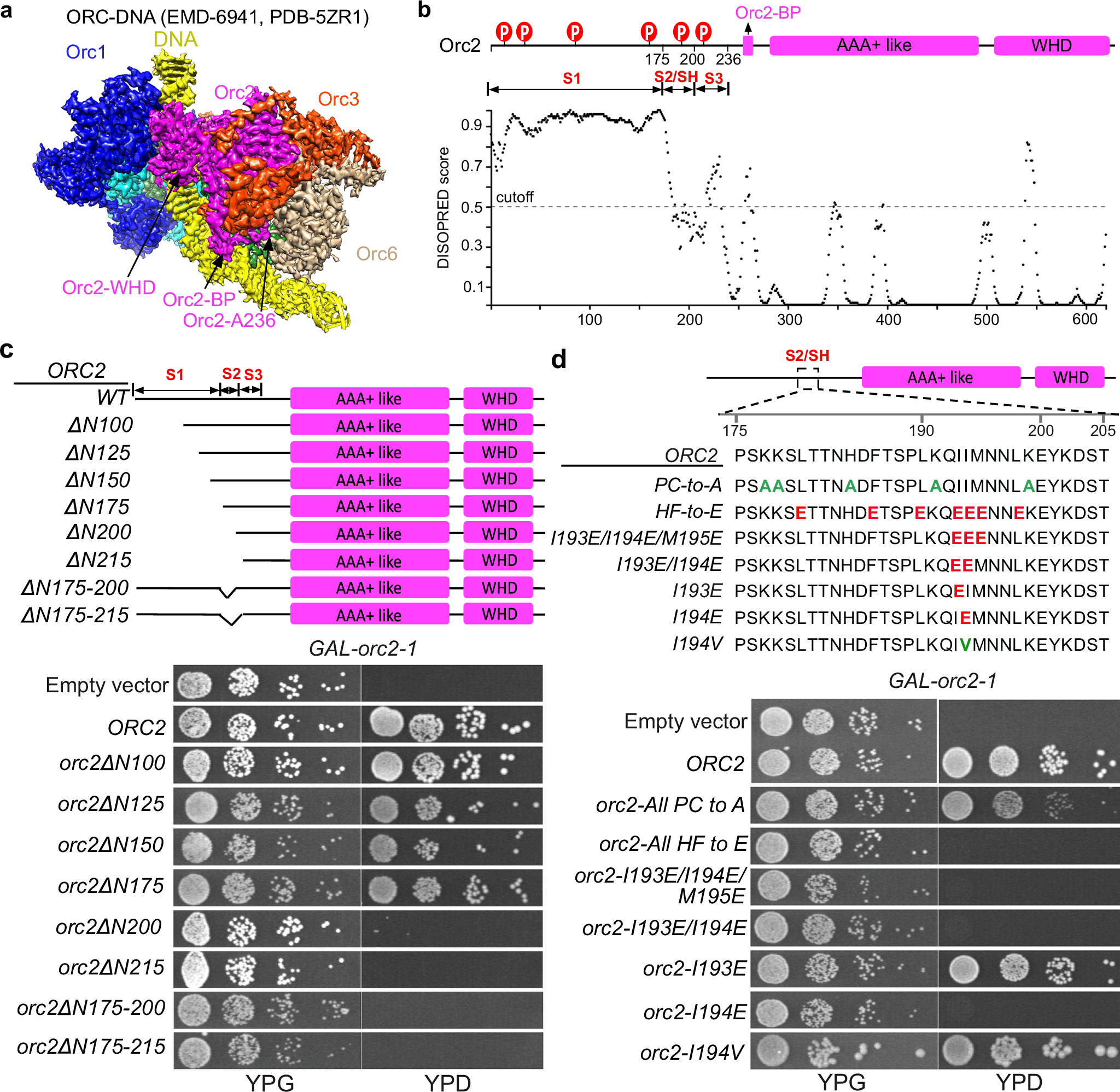 Replication licensing regulated by a short linear motif within an  intrinsically disordered region of origin recognition complex | Nature  Communications