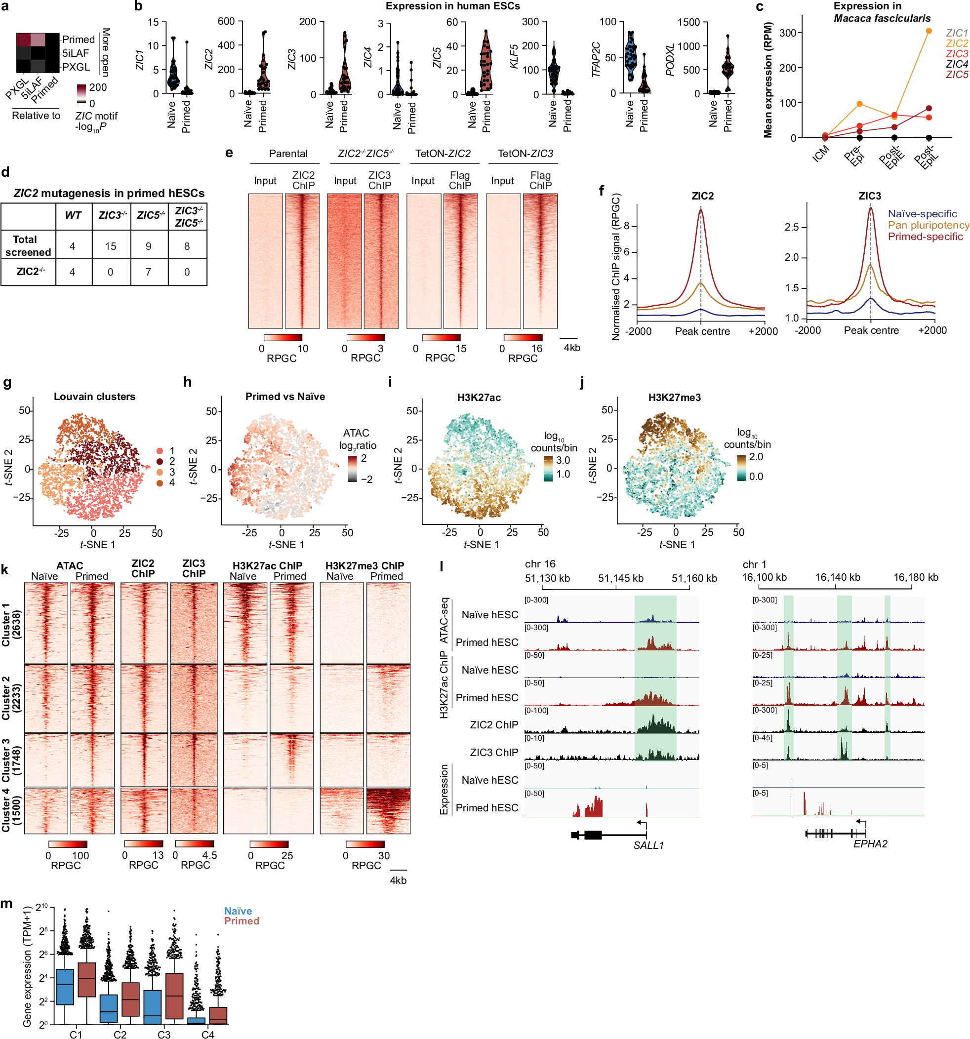 Fig. 1: Characterisation of ZIC2 and ZIC3 chromatin occupancy in naïve and primed hESCs.