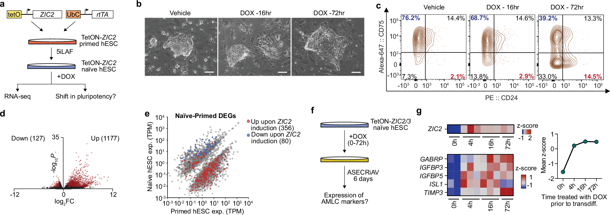 Fig. 4: ZIC2 facilitates exit from naïve pluripotency.