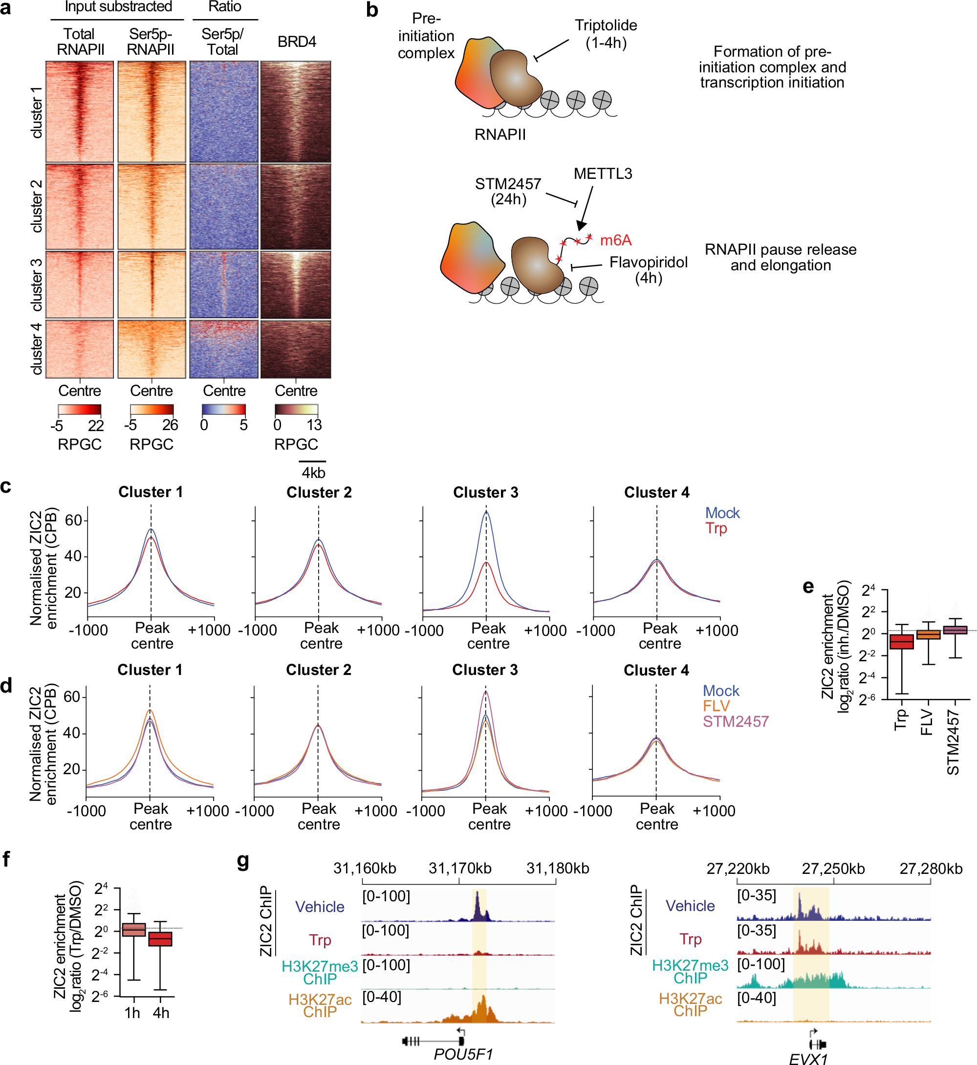 Fig. 6: Transcriptional machinery consolidates recruitment of ZIC2 over primed-specific enhancers.