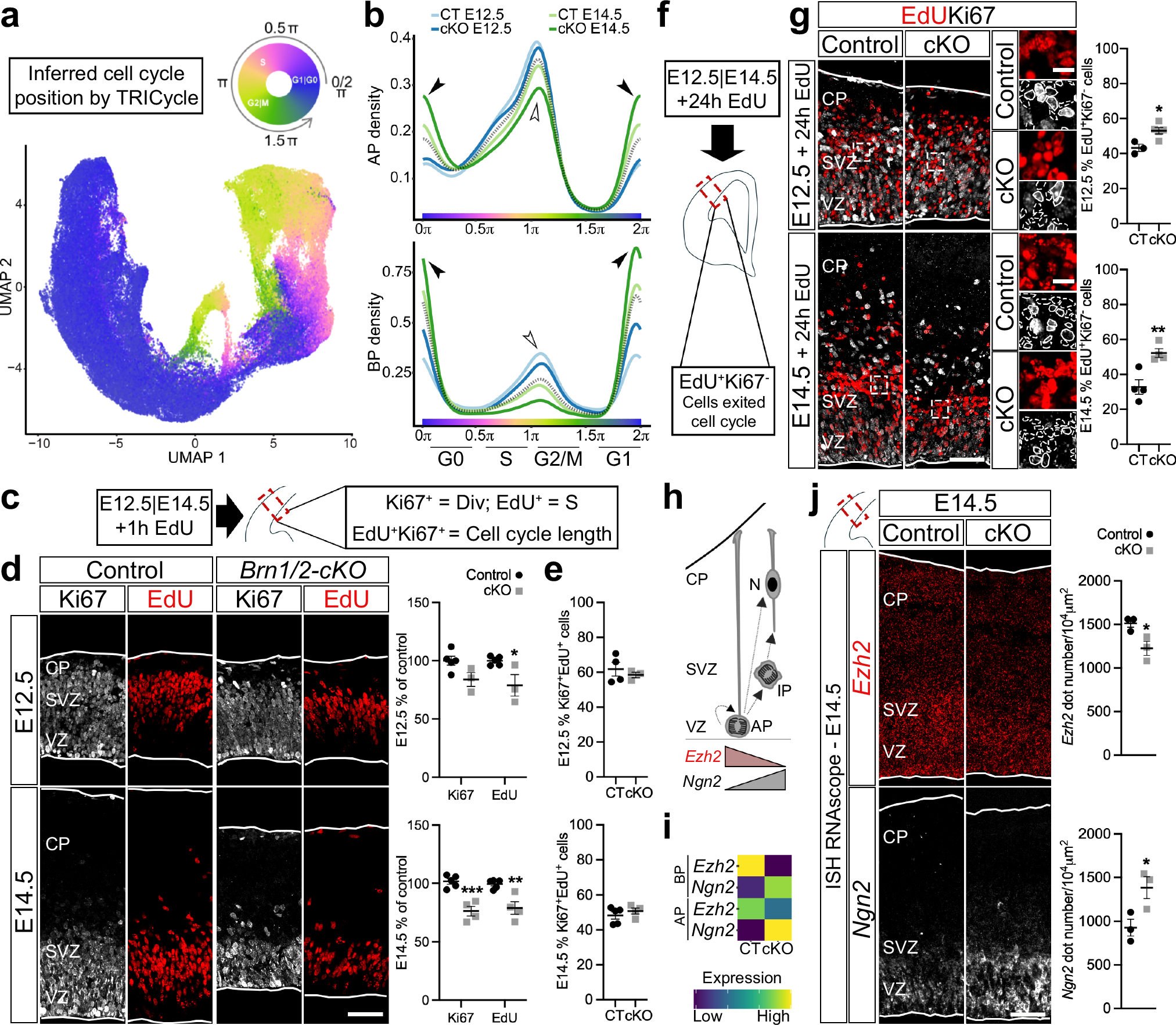 Fig. 2: BRN1/2 regulate cell cycle exit.