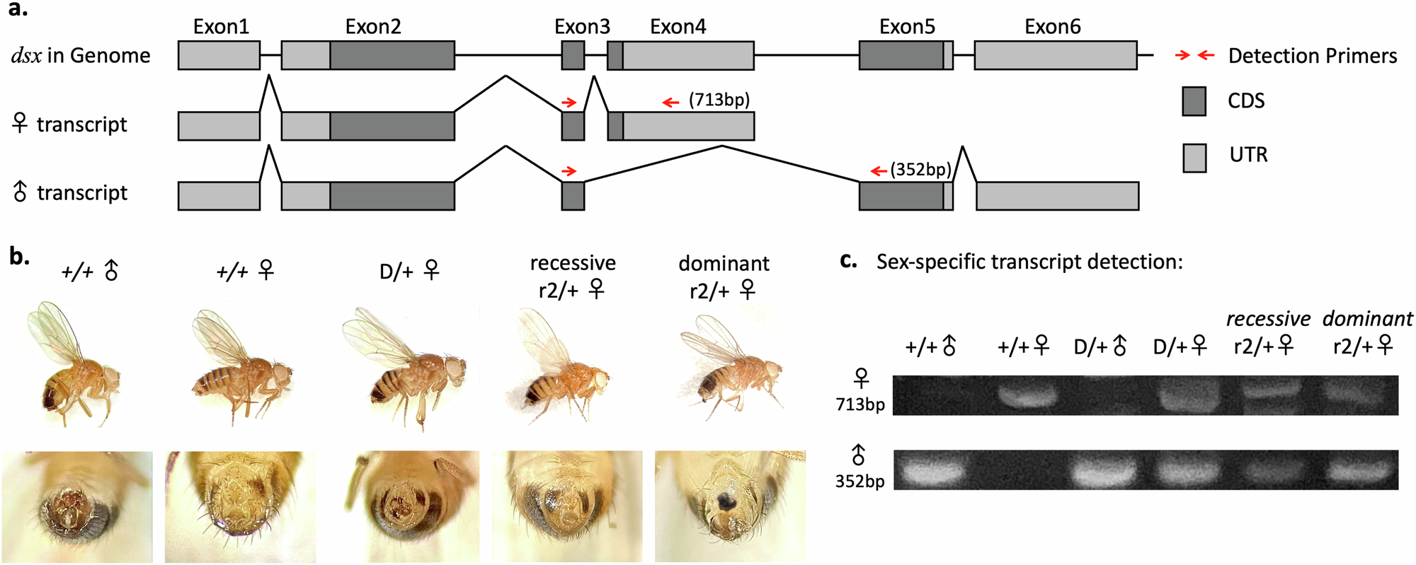 Fig. 2: Morphology and dsx sex-specific transcript expression.