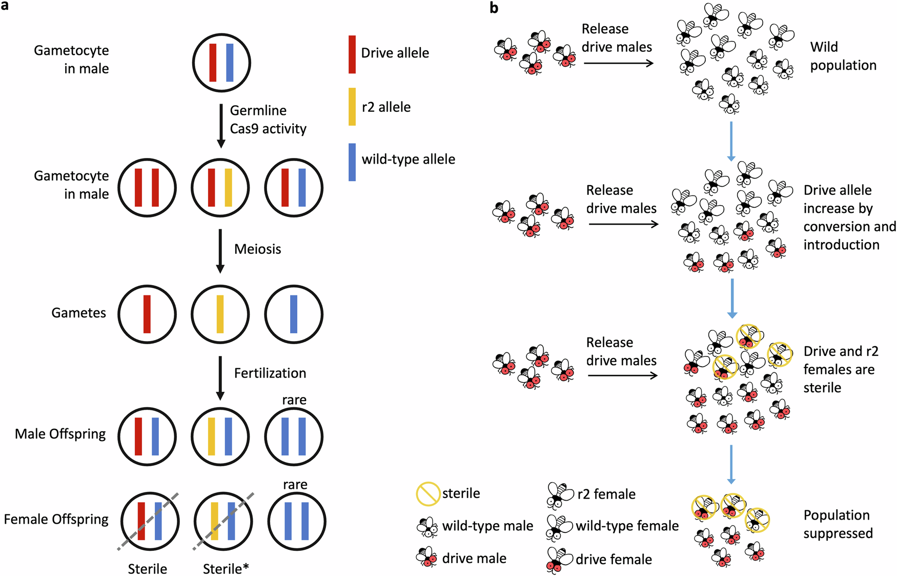 Fig. 4: Scheme of Release of Insects carrying a Dominant sterile Drive (RIDD) system.