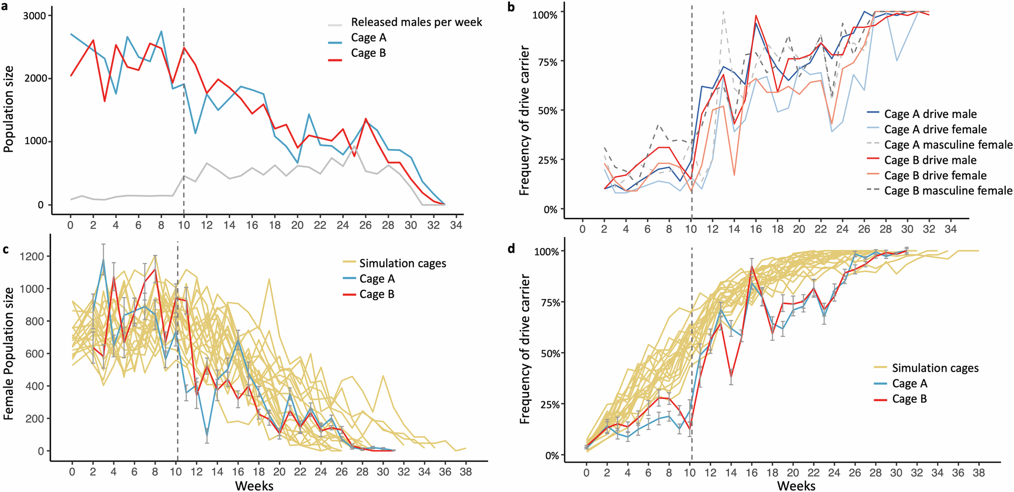 Fig. 5: Population dynamics of cages.