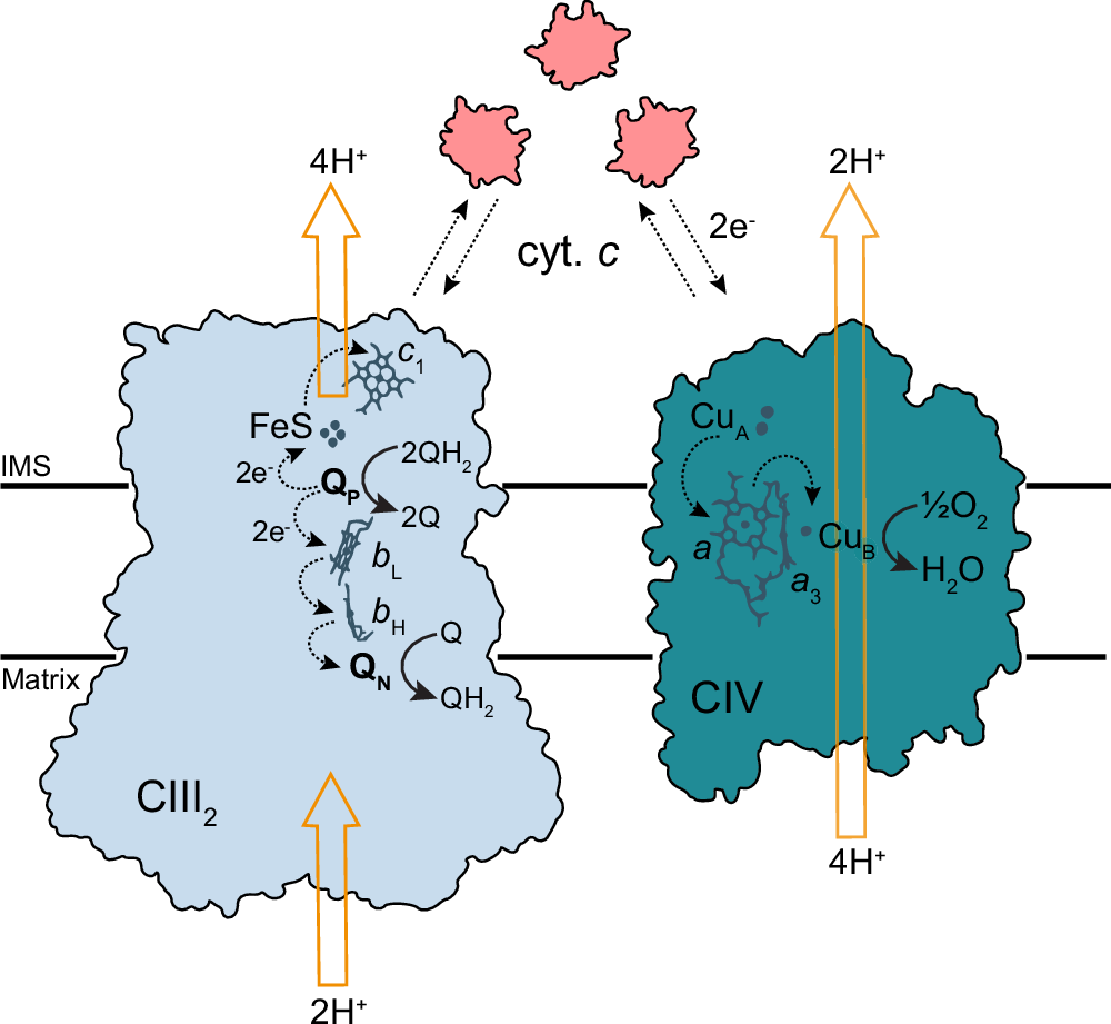 Fig. 1: Schematic view of electron and proton transfer by CIII2 and CIV.