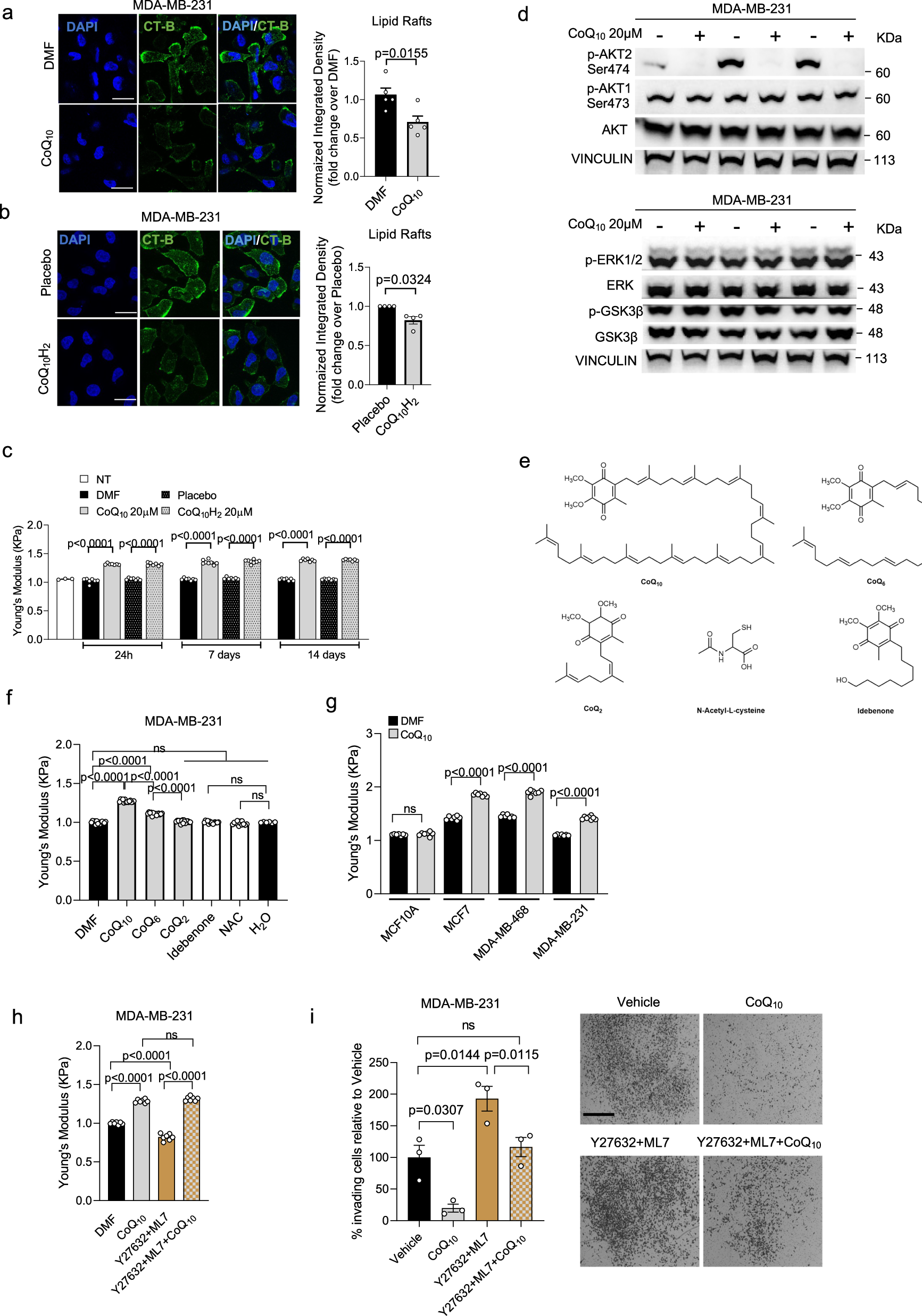 Cancer cell stiffening via CoQ10 and UBIAD1 regulates ECM signaling and  ferroptosis in breast cancer | Nature Communications