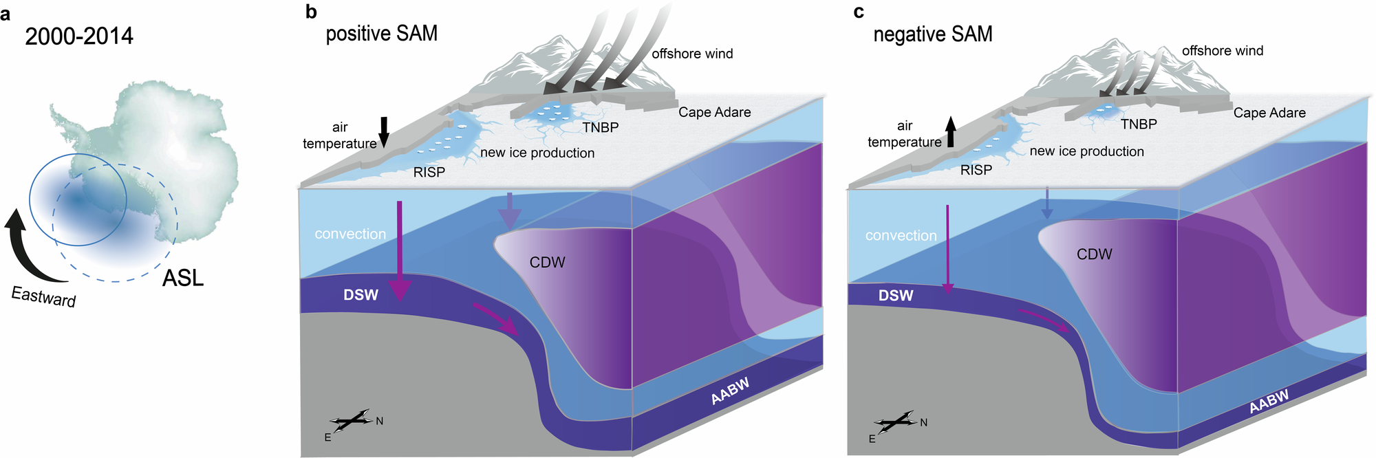 Fig. 7: Schematic illustrating the impacts of the Southern Annular Mode (SAM) on the dense shelf water (DSW) formation in the Ross Sea in 2000–2014 and the physical mechanisms.