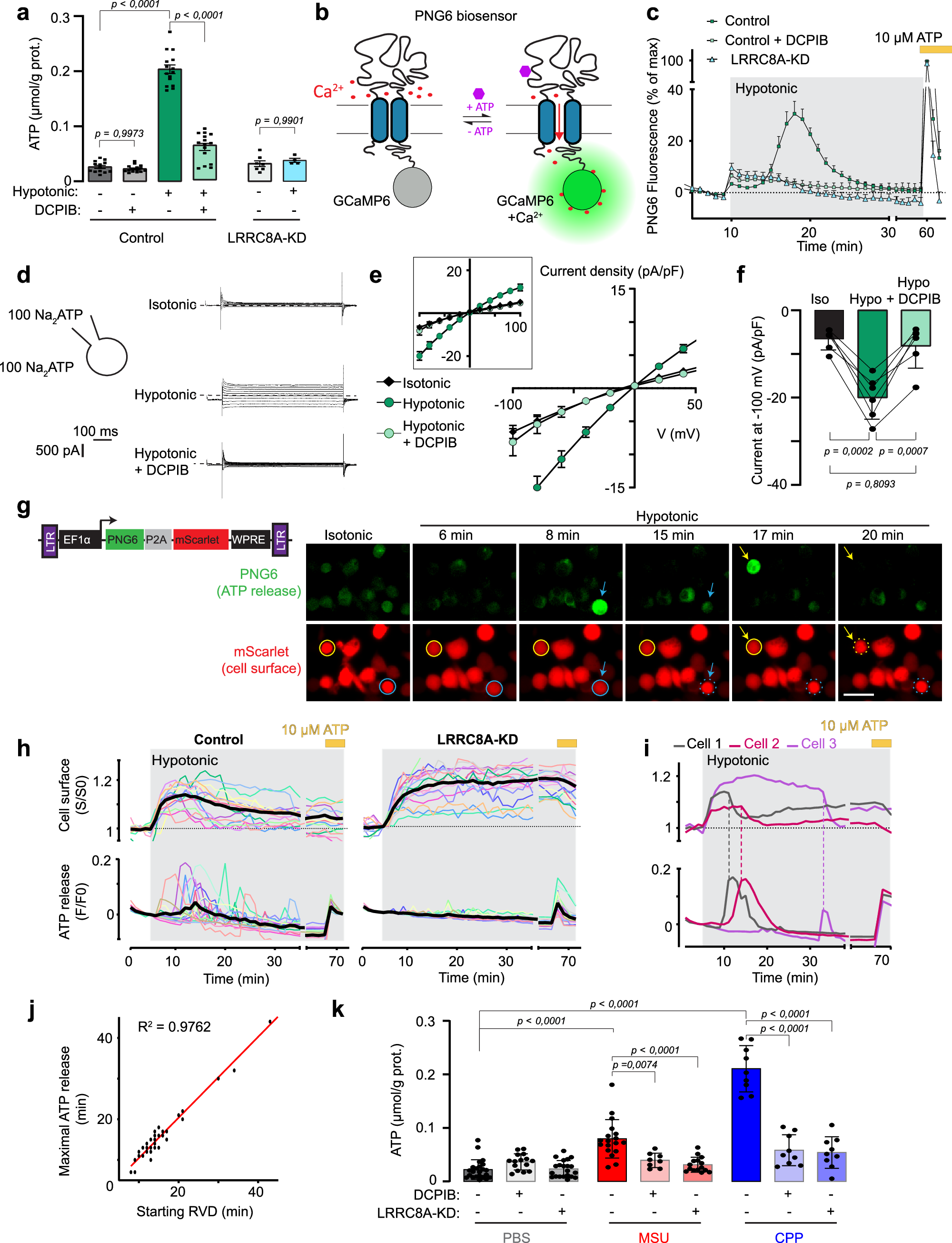 Fig. 5: Activation of LRRC8 mediates ATP release by THP-1 macrophages.