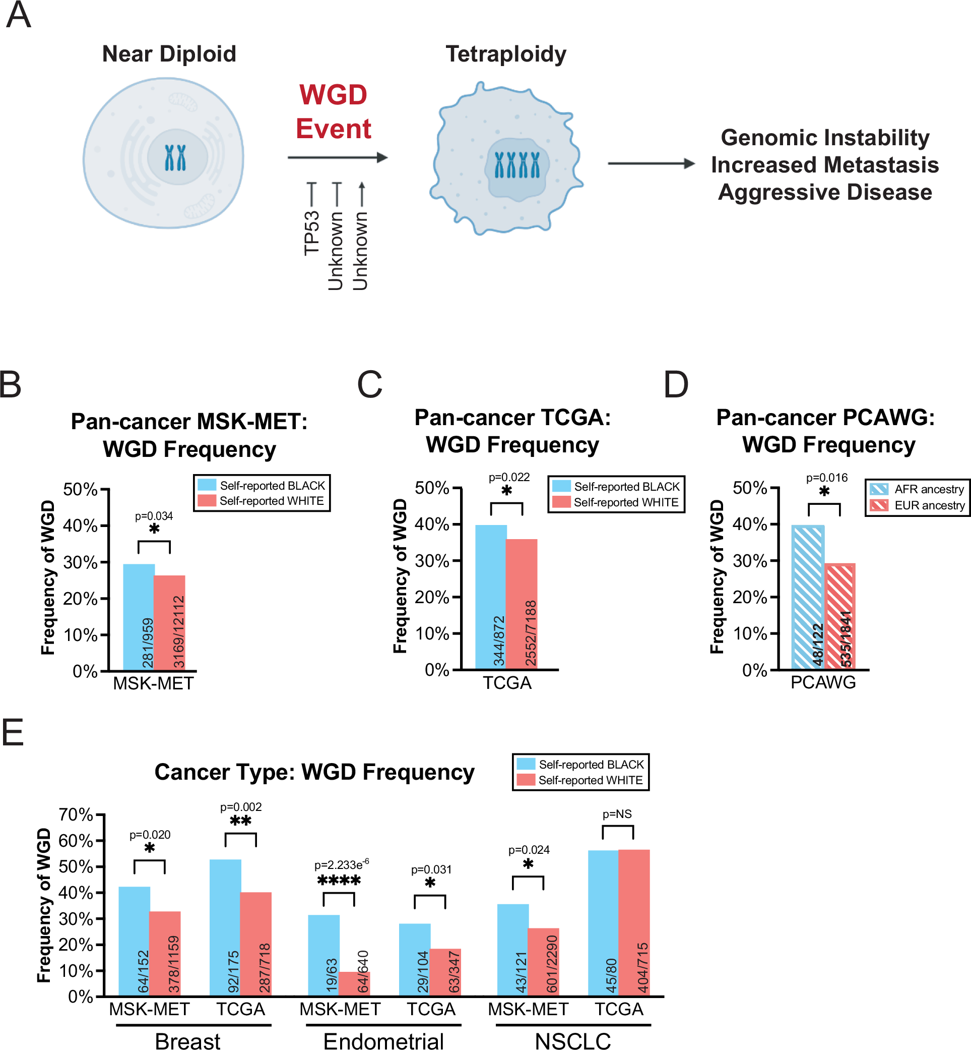 An elevated rate of whole-genome duplications in cancers from Black patients | Nature Communications an-elevated-rate-of-whole-genome-duplications-in-cancers-from-black-patients-nature-communications