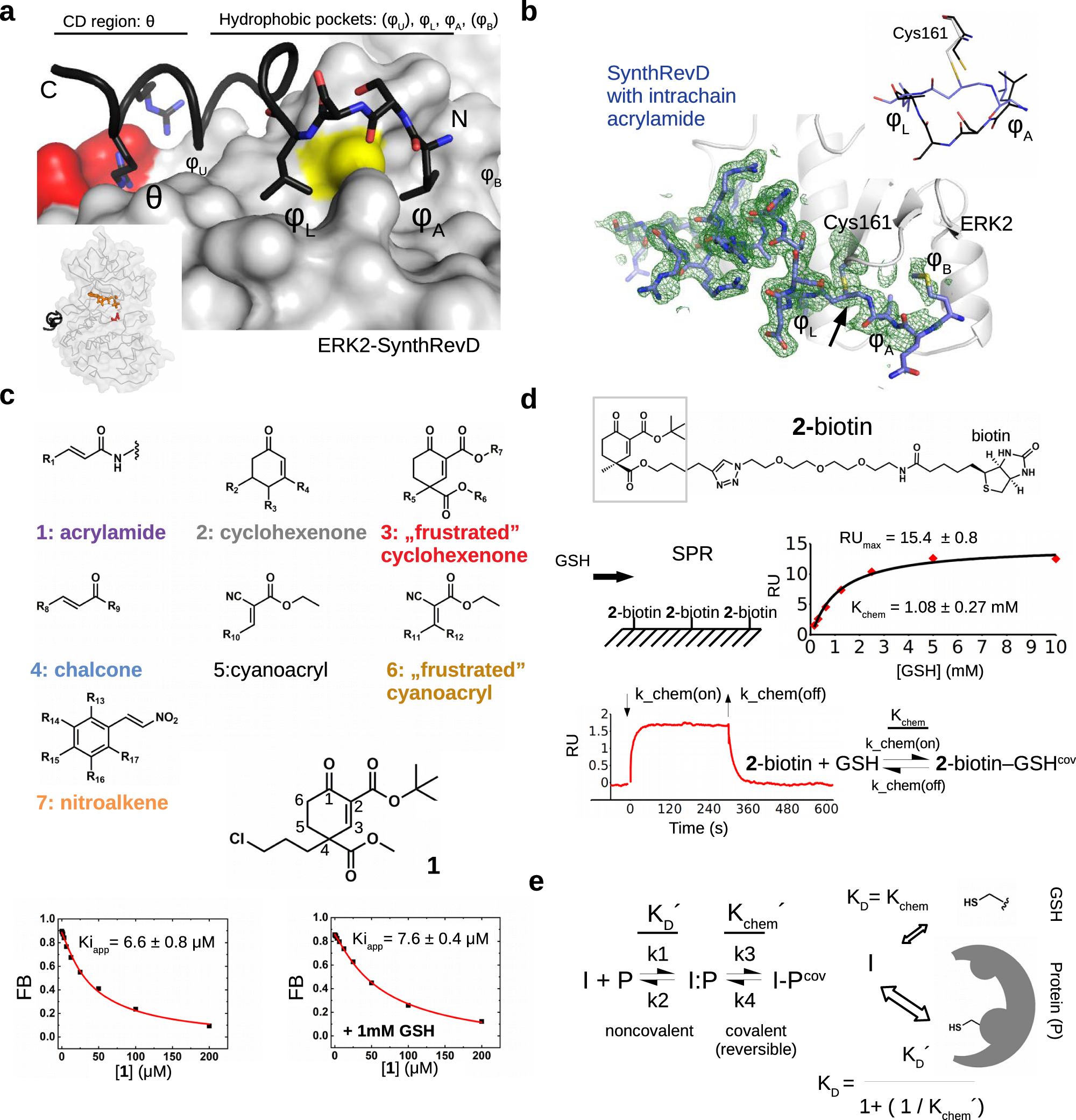 Fig. 1: Covalent binding of sterically crowded cyclohexenon compounds in the MAPK D-groove is resilient to GSH.