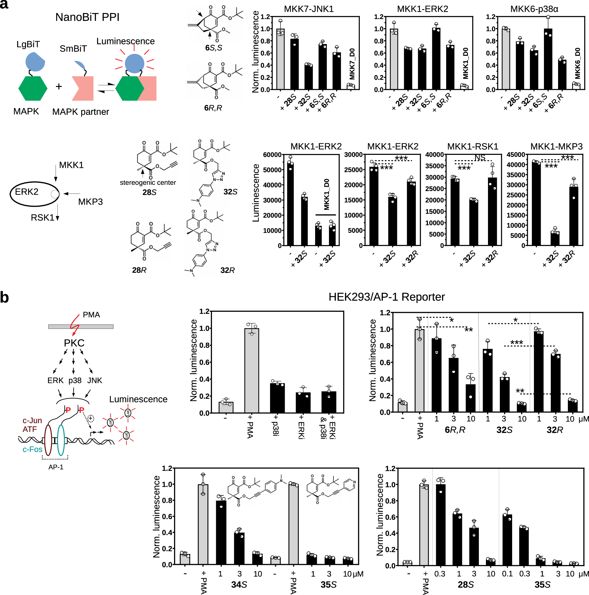 Fig. 6: Characterization of compounds with extended cyclohexenone scaffolds in cell-based tests.