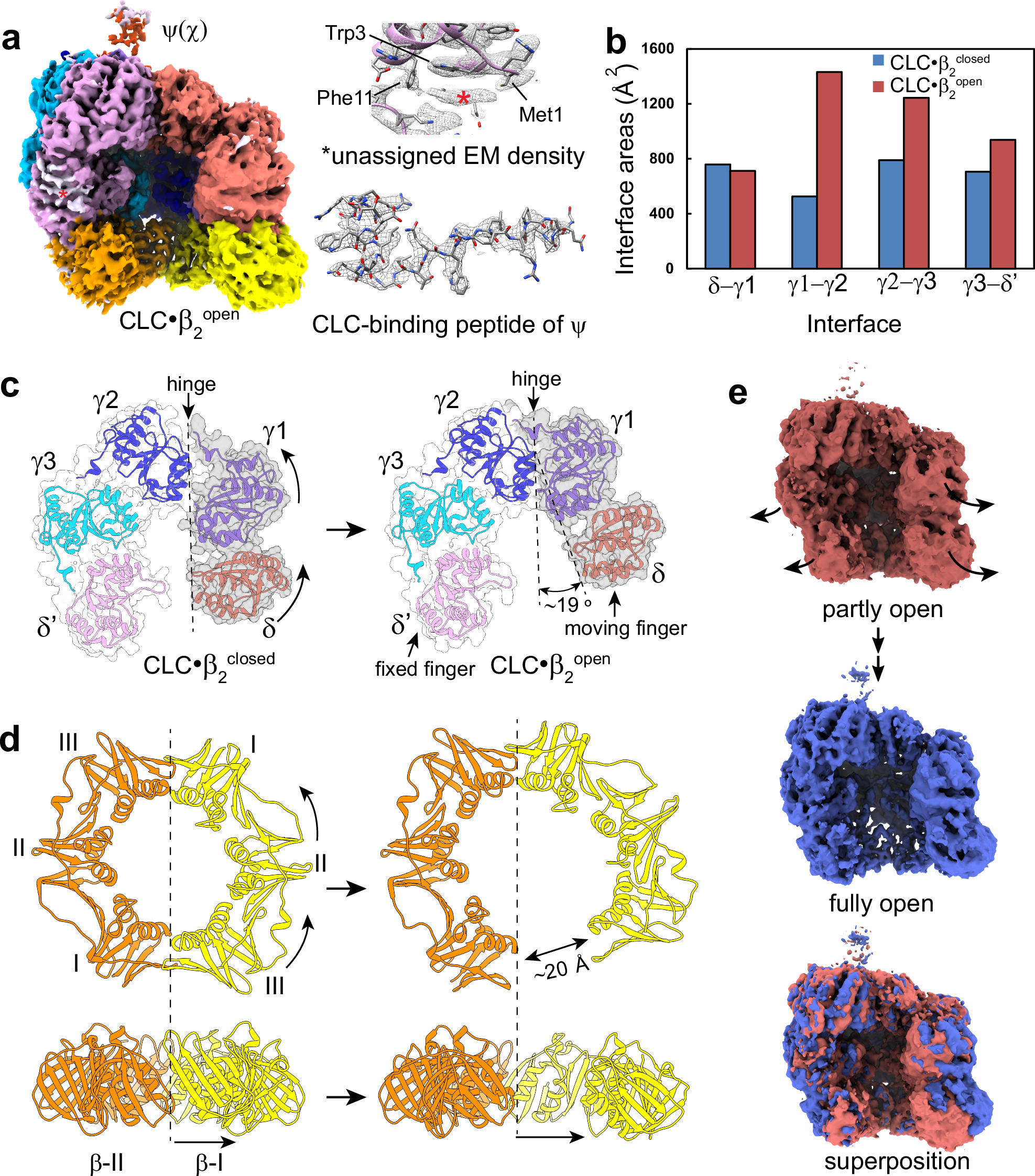 Fig. 3: The E. coli clamp loader complex (CLC) opens β2 by crab claw-like motions.