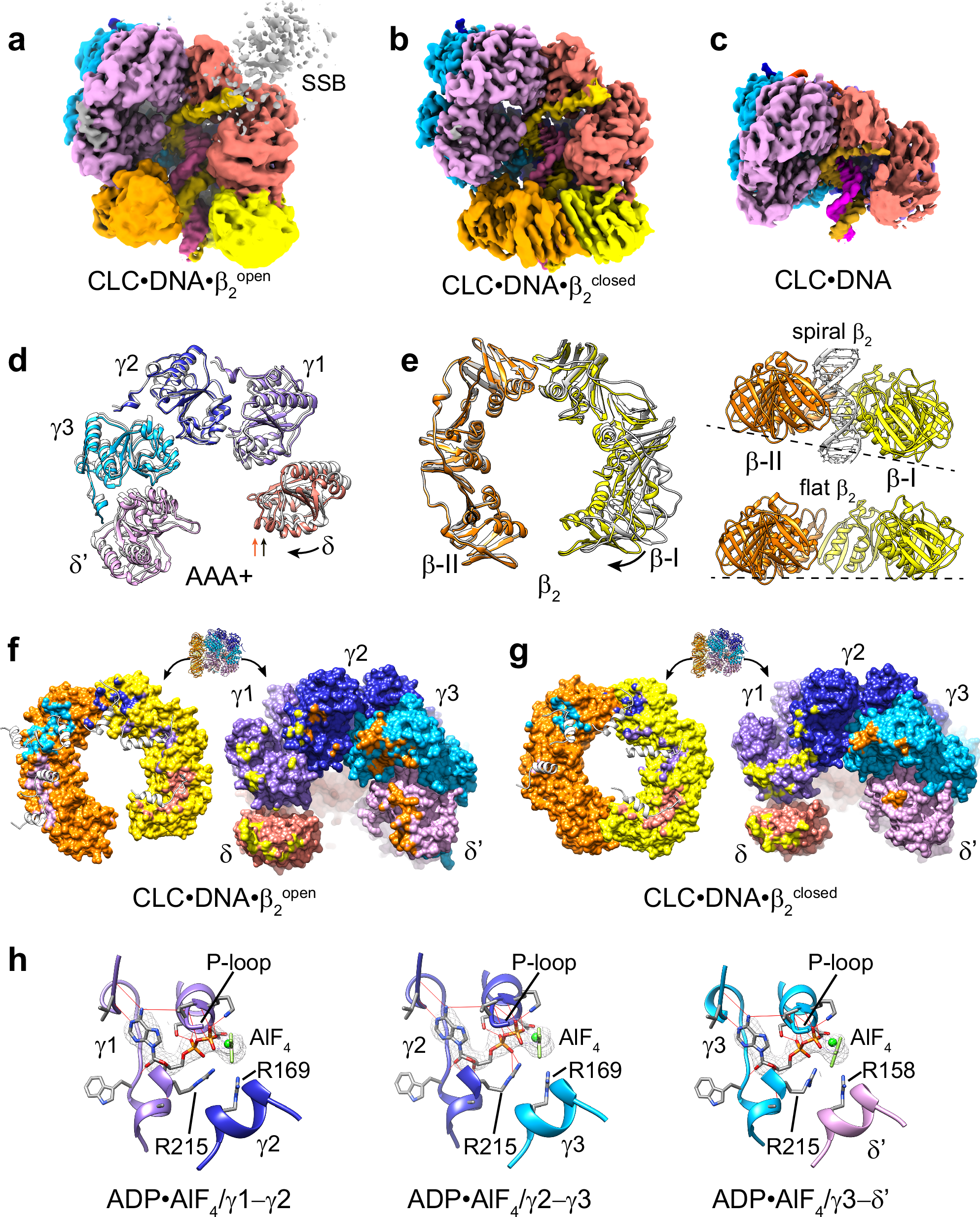 Fig. 5: The β2 clamp partially or completely closes on loading onto primer-template DNA.