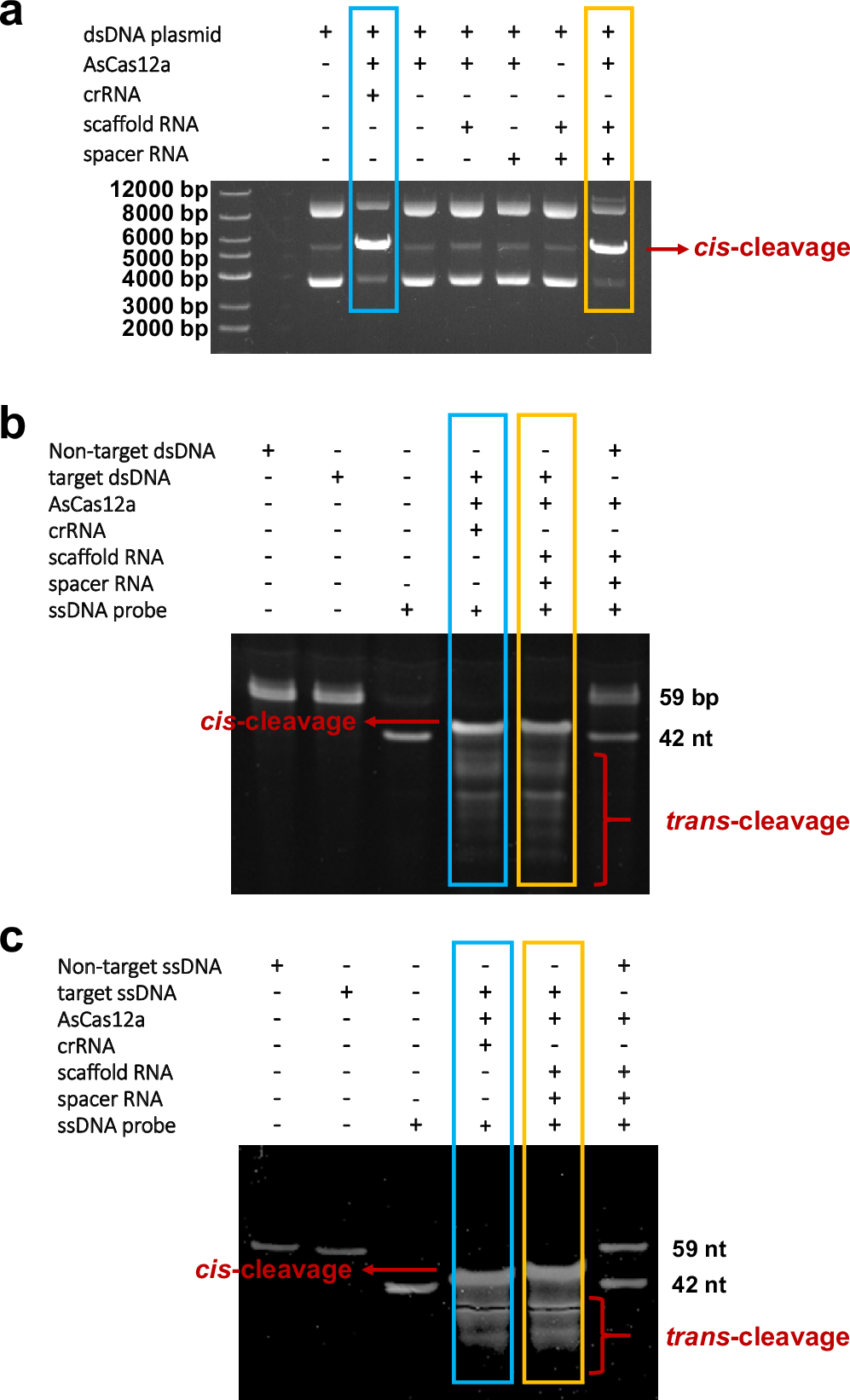 Fig. 2: Comparison of the nuclease activities between the wild-type Cas12a and split Cas12a RNPs.