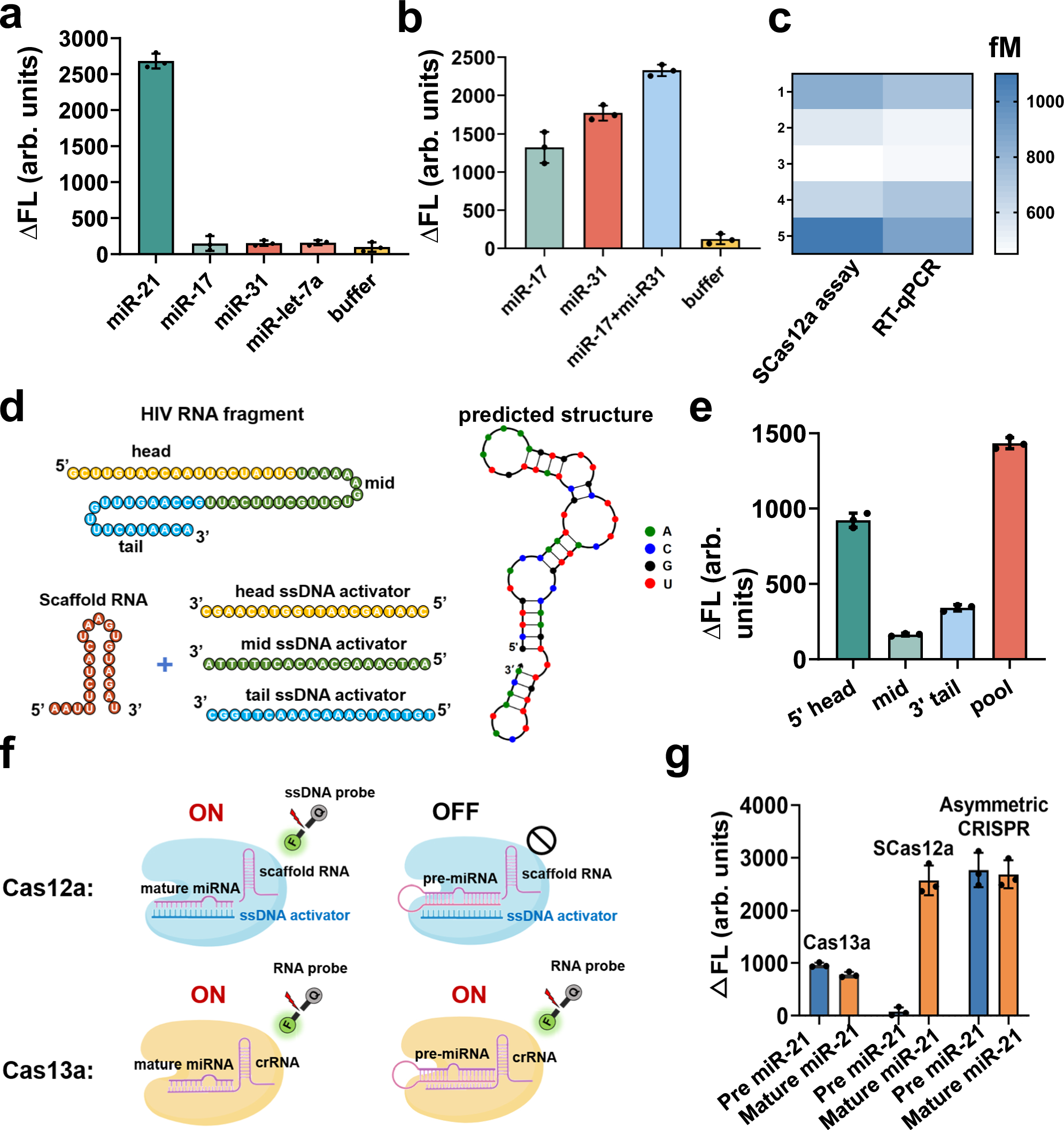 Fig. 5: Quantitative detection of RNA by SCas12a assay.