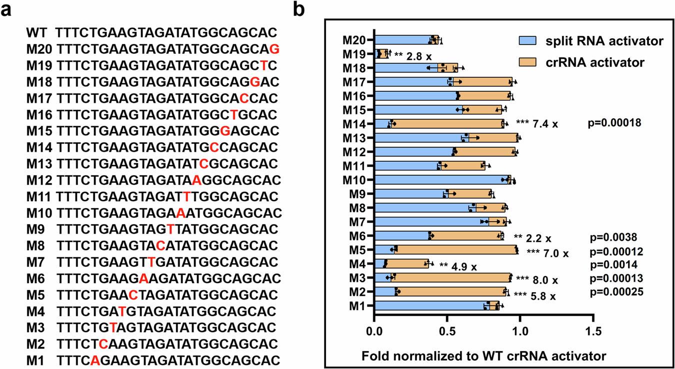 Fig. 7: Specificity of the SCas12a assay towards single point mutations in DNA target.