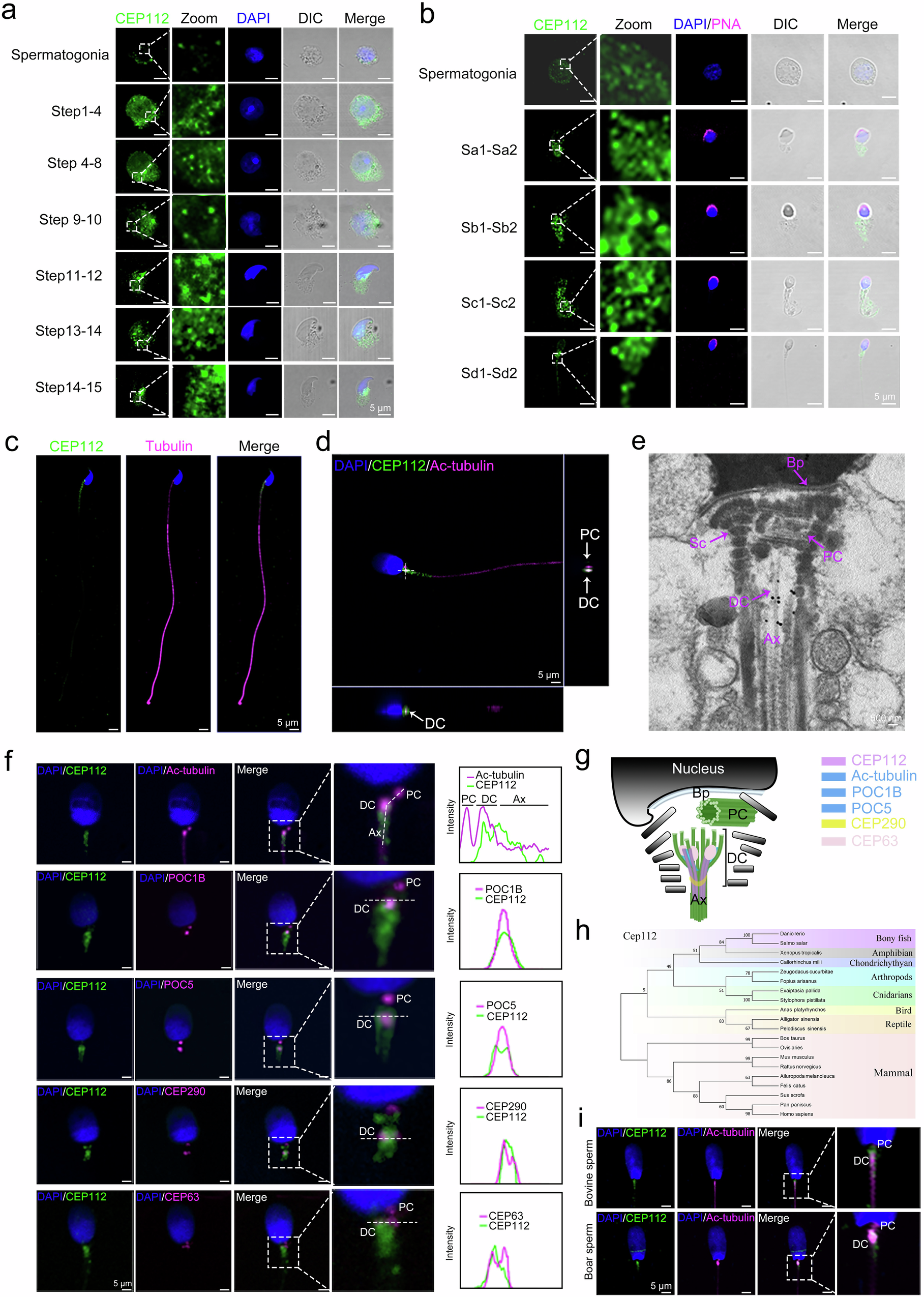Fig. 2: CEP112 Expression and Localization During Spermatogenesis and in Mature Spermatozoa.