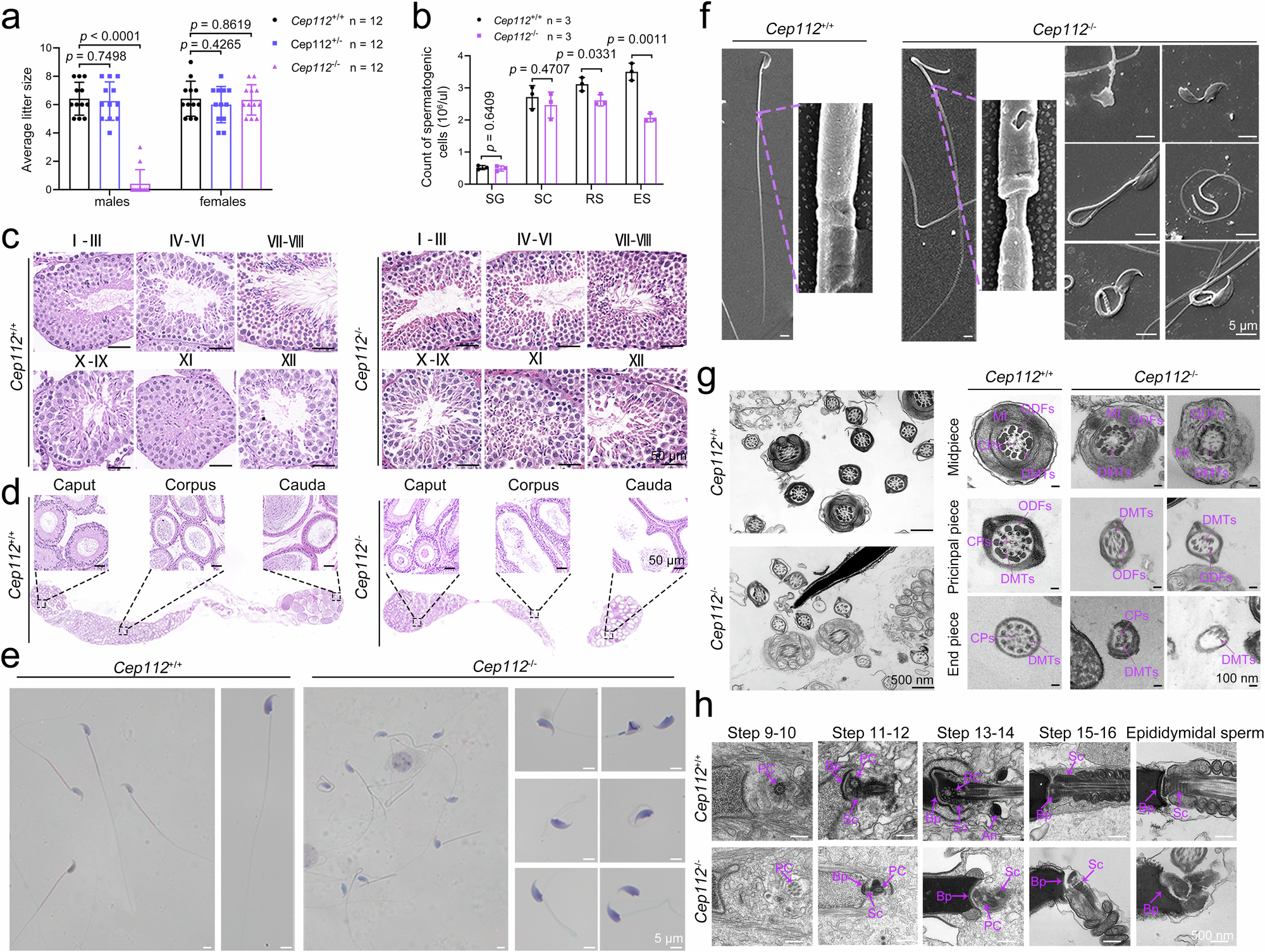 Fig. 3: Impaired spermiogenesis in male Cep112-knockout mice.