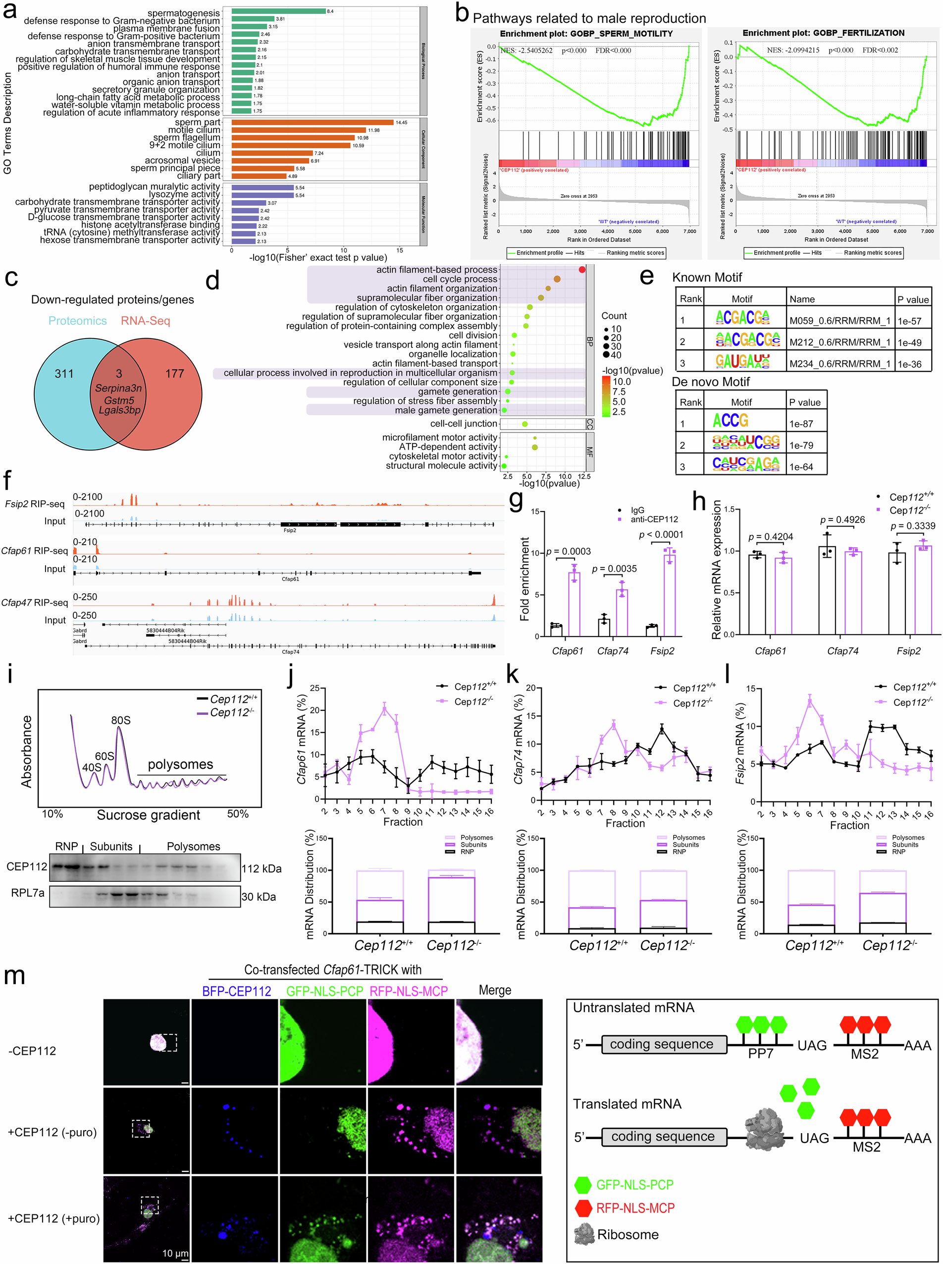 Fig. 4: Multi-omics analyses reveal CEP112’s role in post-transcriptional regulation of spermiogenesis-related genes.