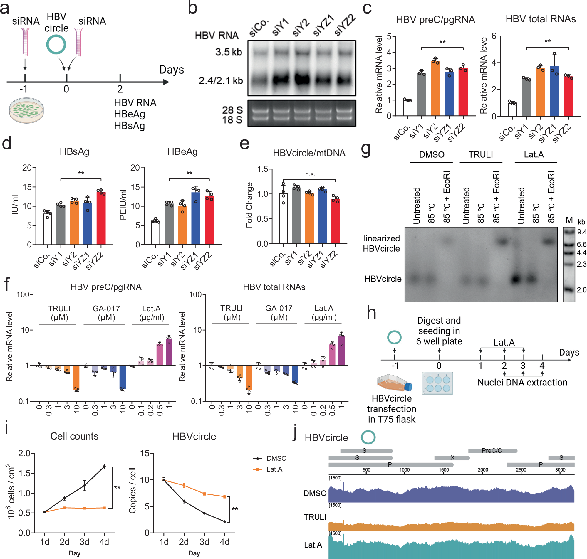 Fig. 3: Inhibition of HBV replication through YAP activation.