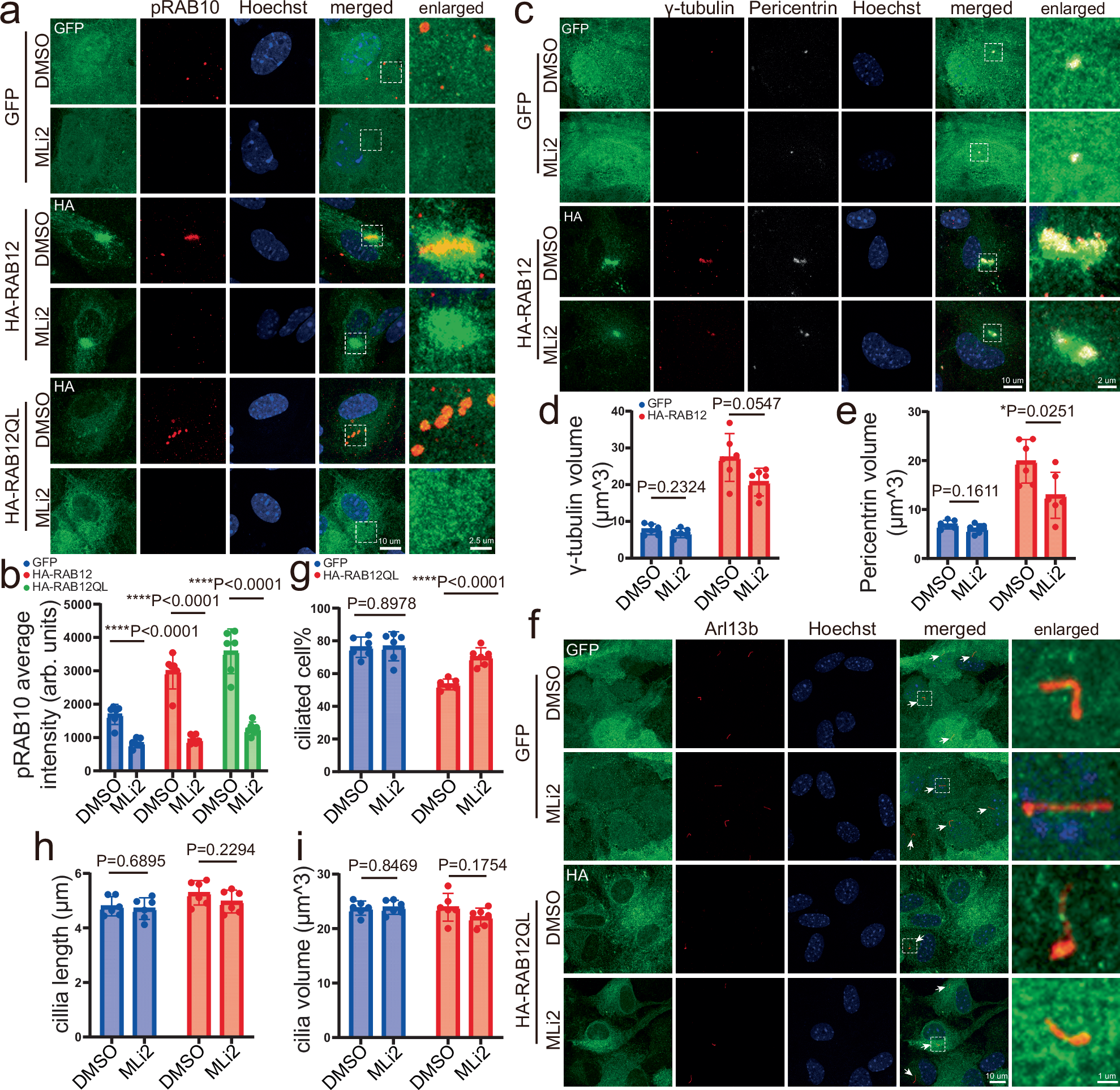 Fig. 6: The impact of LRRK2 kinase activity on RAB12’s cilia formation and centrosome homeostasis effects.