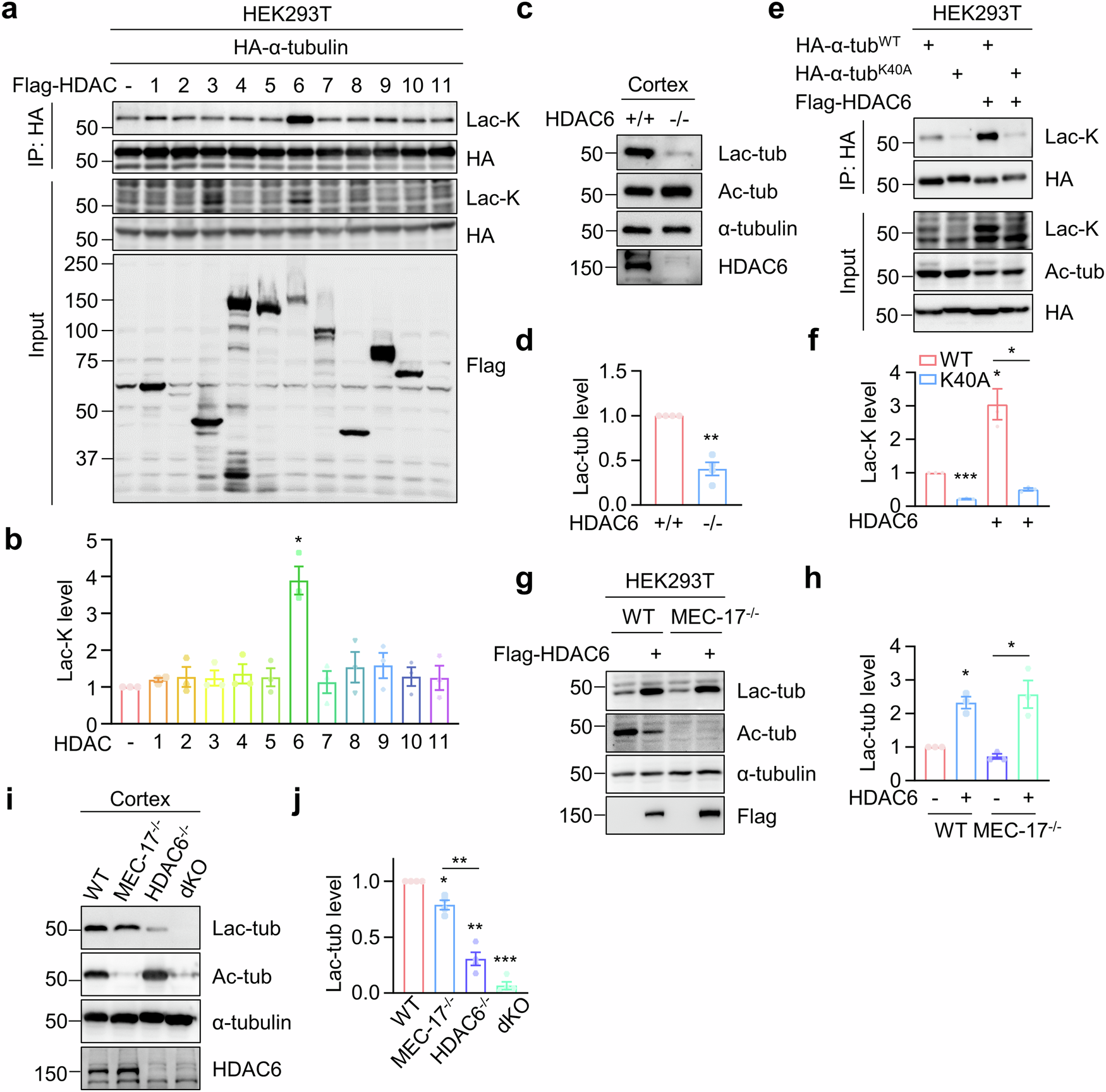 Fig. 2: Identification of HDAC6 as a primary lactyltransferase for α-tubulin lactylation.
