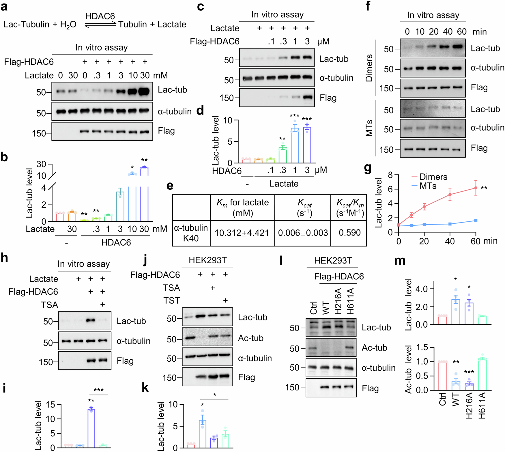 Fig. 3: HDAC6 catalyzes α-tubulin lactylation through a reversible reaction dependent on its deacetylase activity.