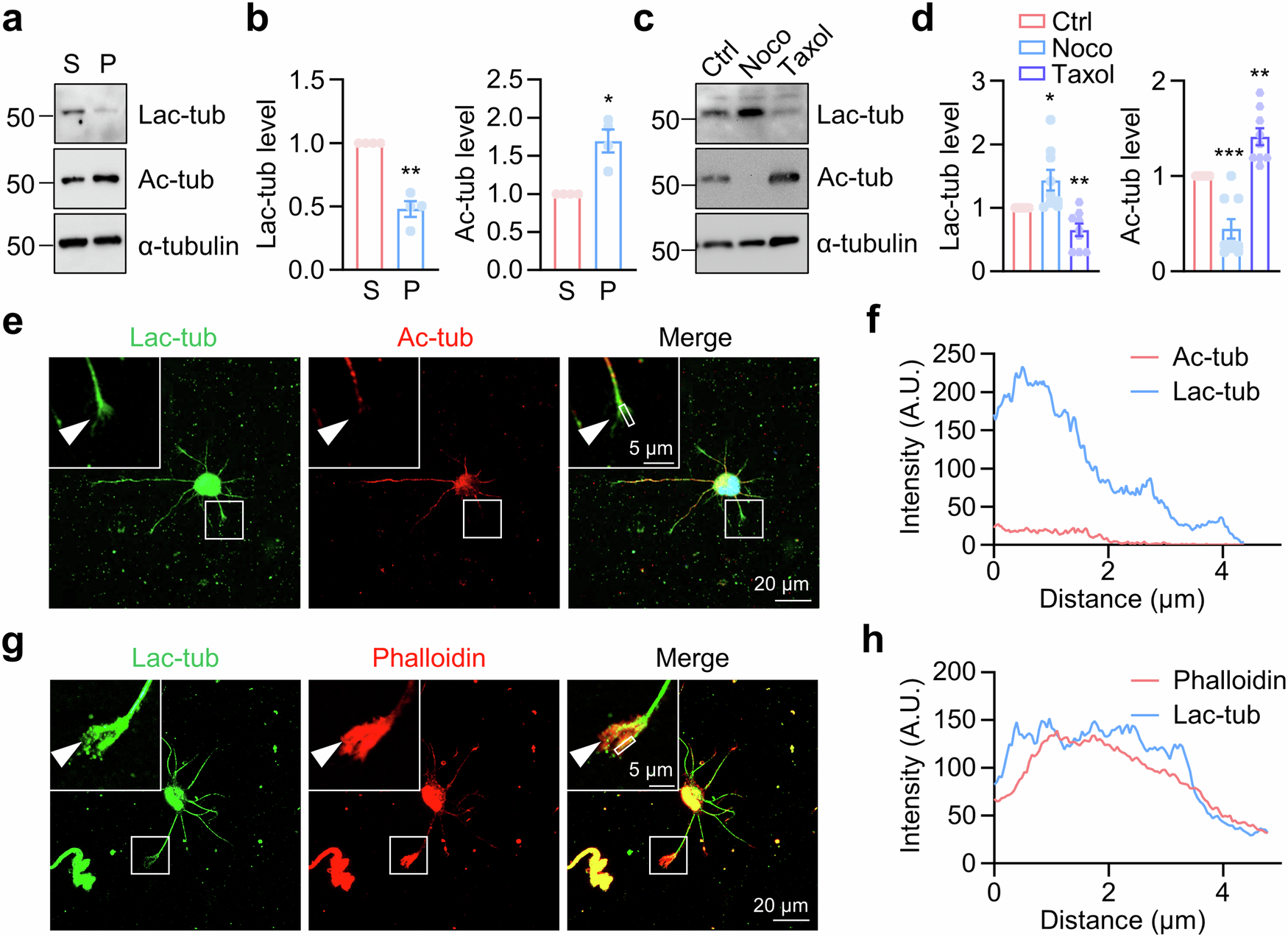 Fig. 4: Distribution of lactylated α-tubulin in tubulin dimers.