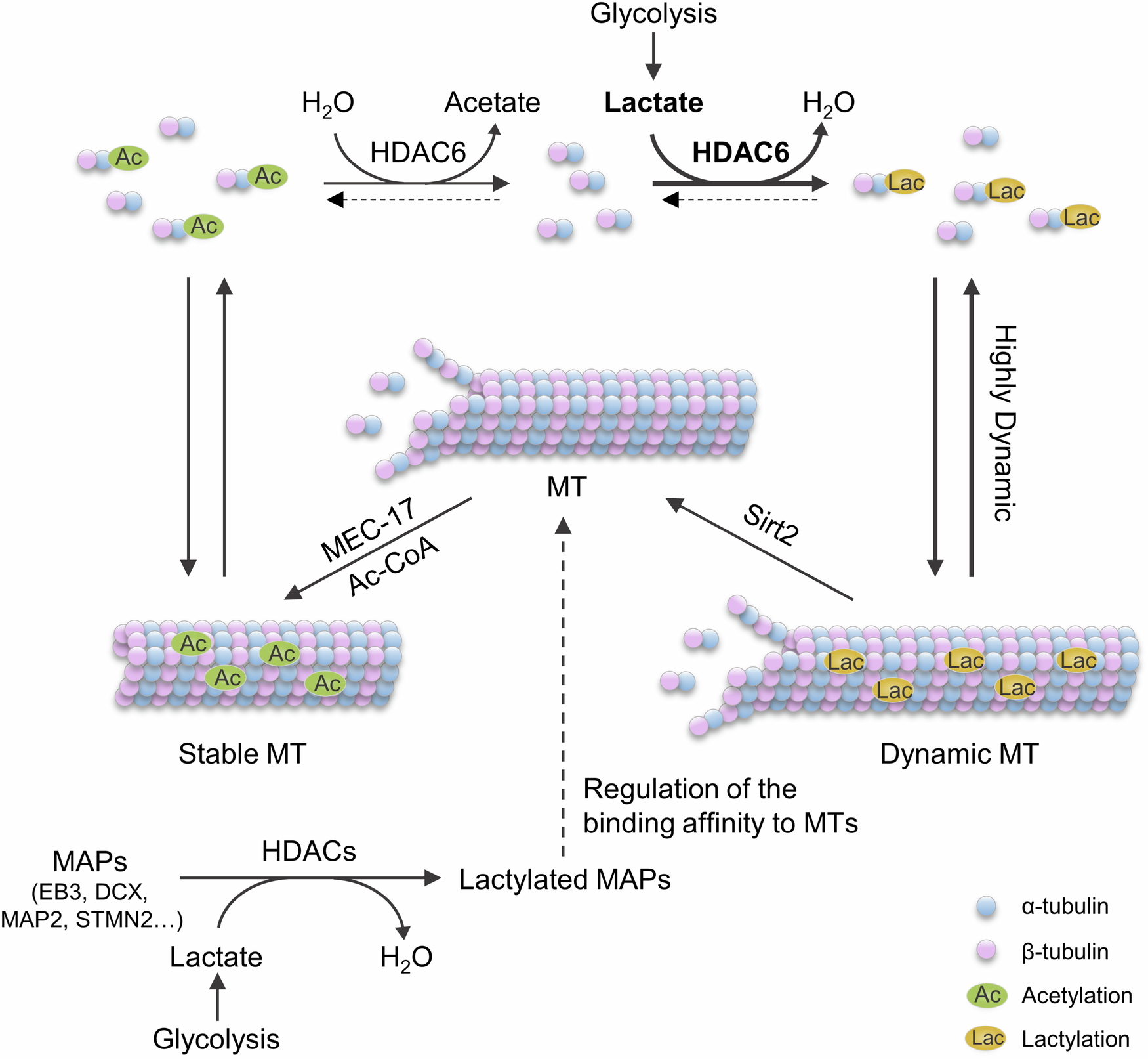 Fig. 7: A proposed model for the regulation of α-tubulin lactylation.