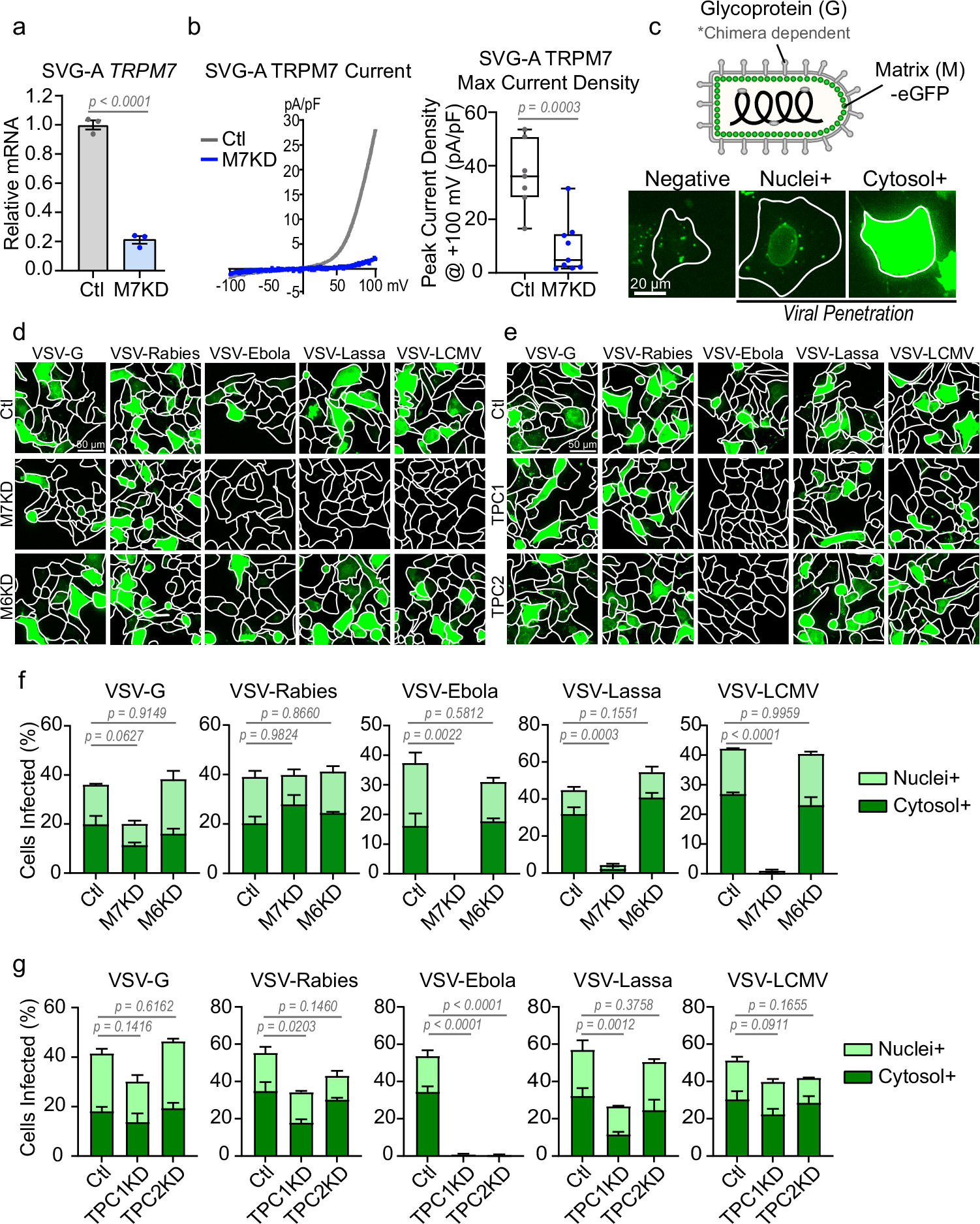 Endosomal fusion of pH-dependent enveloped viruses requires ion channel TRPM7 | Nature Communications endosomal-fusion-of-ph-dependent-enveloped-viruses-requires-ion-channel-trpm7-nature-communications