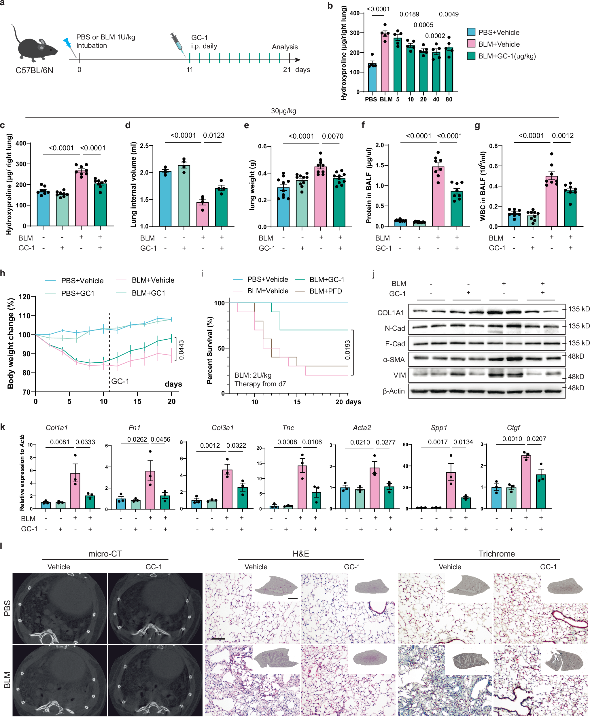 Fig. 3: GC-1 inhibits lung fibrosis in bleomycin-induced mouse model.