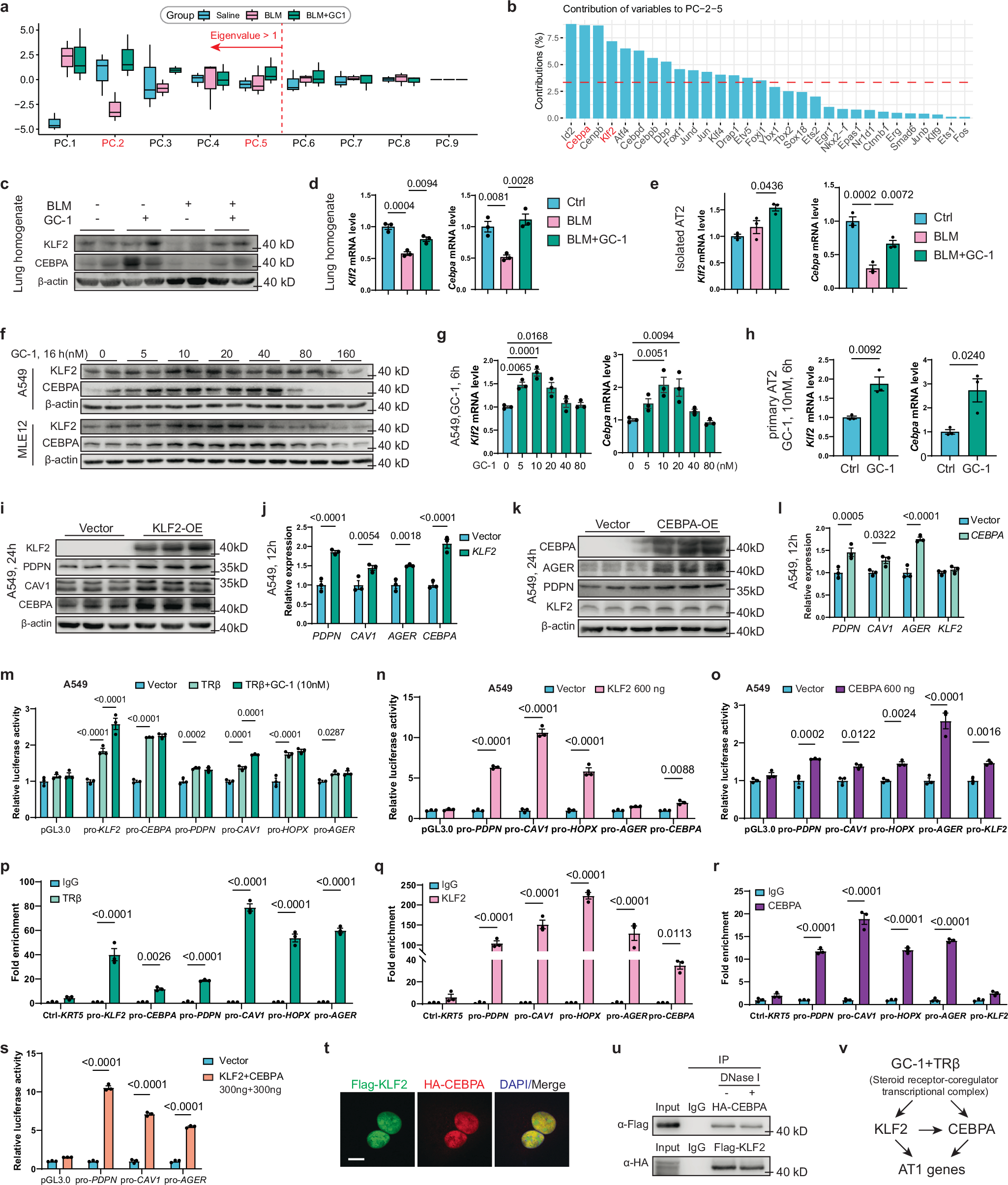 Fig. 6: TRβ modulates KLF2 and CEBPA to drive the expression of AT1 cell marker genes.
