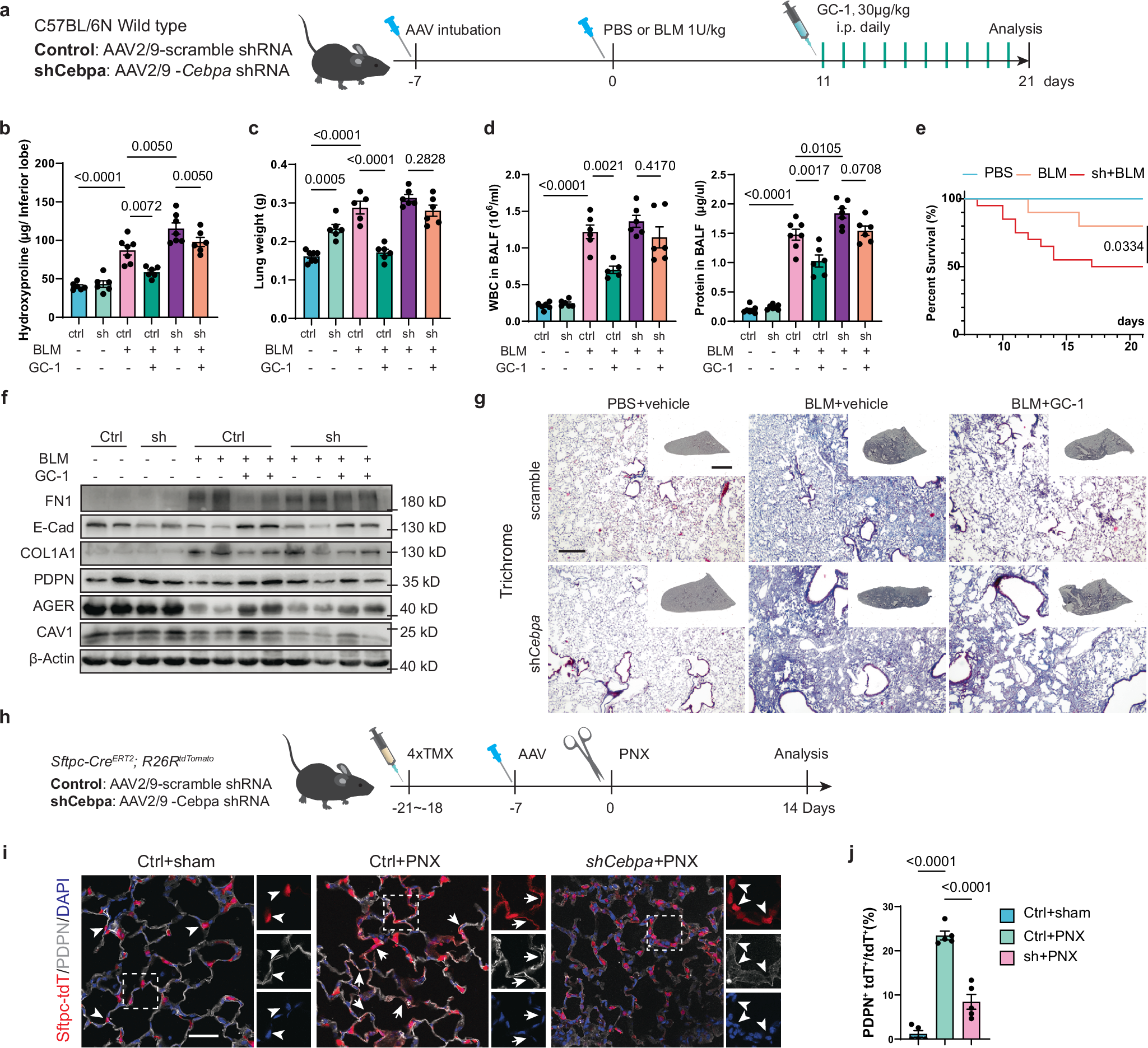 Fig. 8: CEBPA is required for the benefits of TRβ activation in vivo.