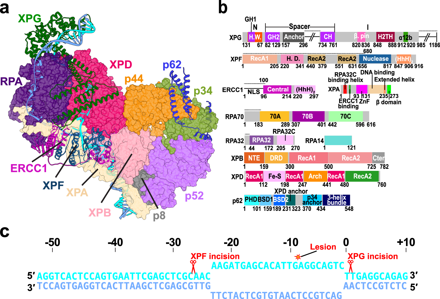 スーパーコンピュータ「Summit」がDNA損傷修復の分子構造を解析(Summit supercomputer draws molecular blueprint for repairing damaged DNA)